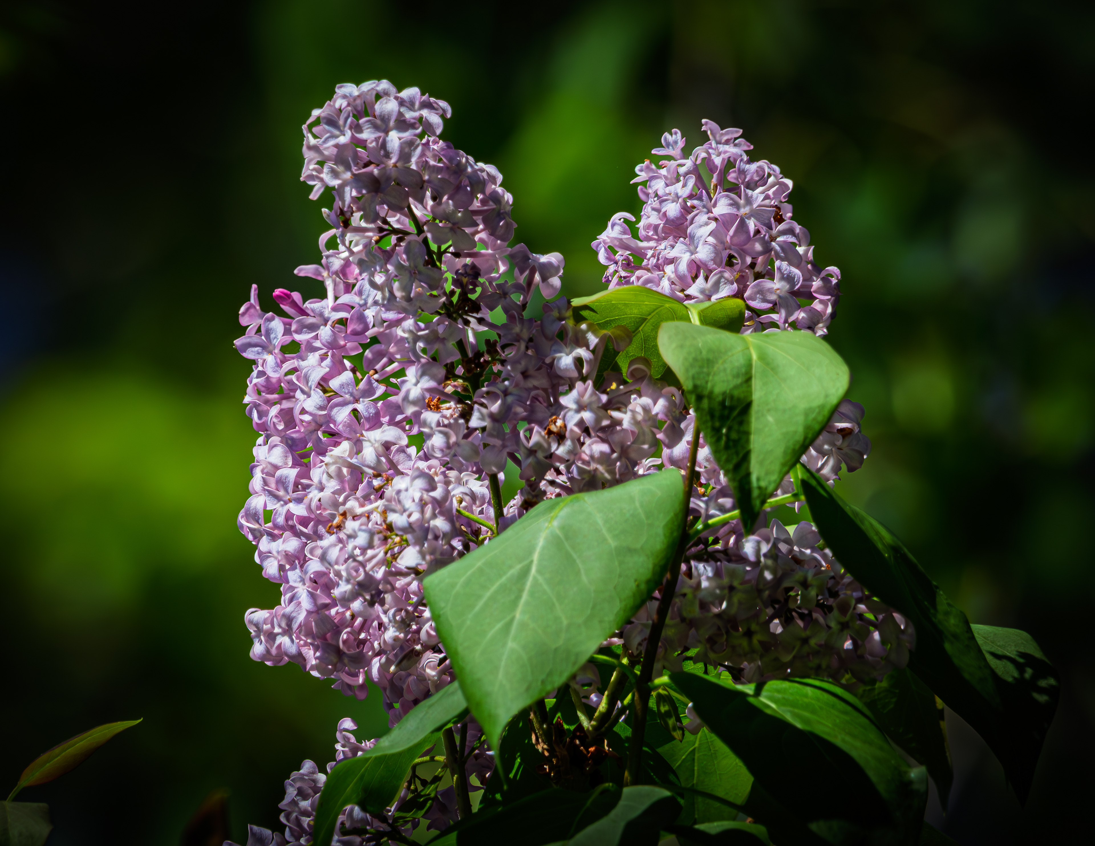 Lilacs