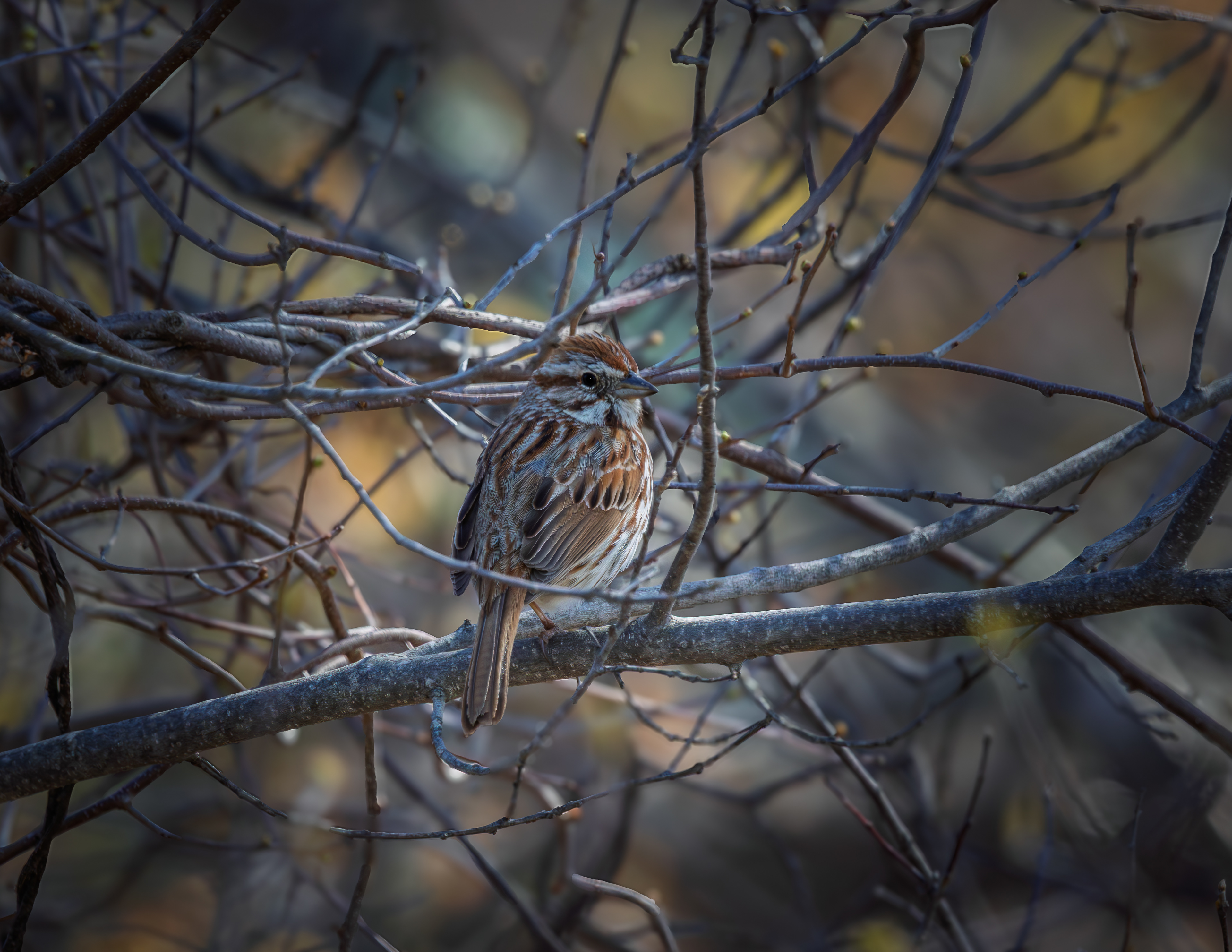 Song Sparrow No2 at CSV