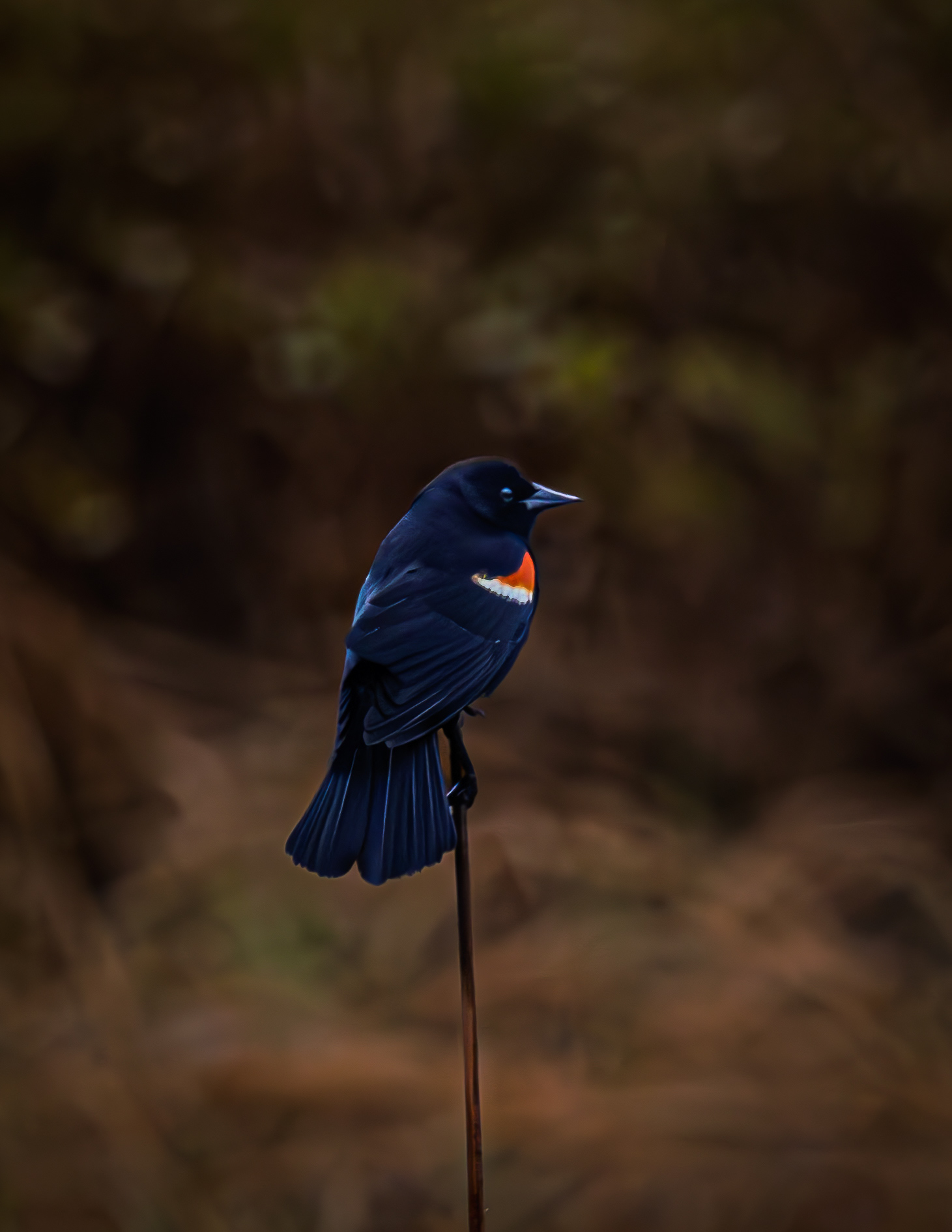 Male Red-Winged Blackbird