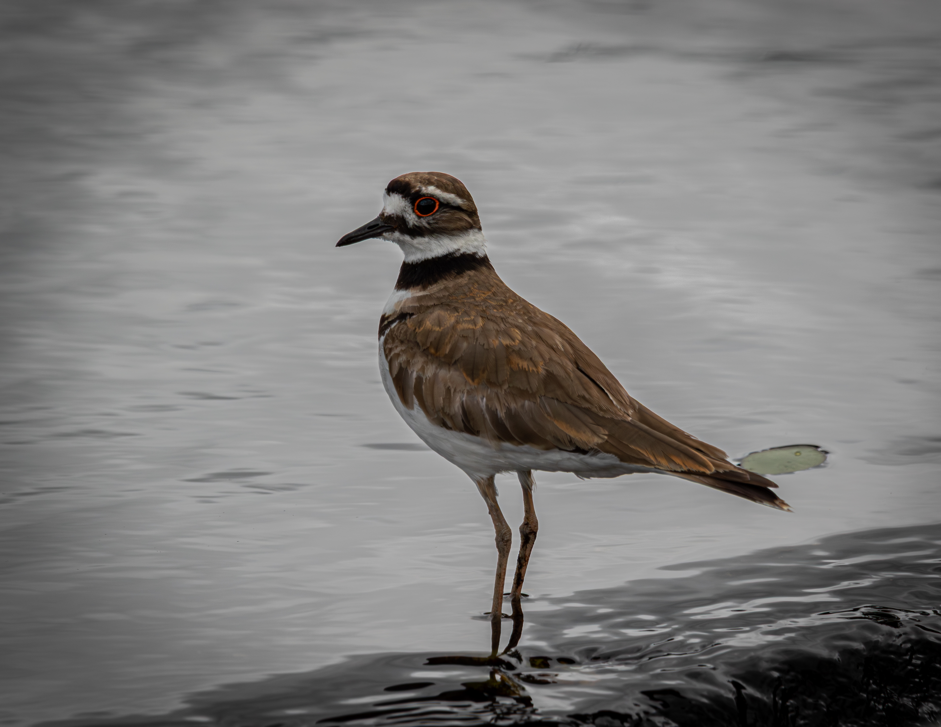 Killdeer - June 20, 2025