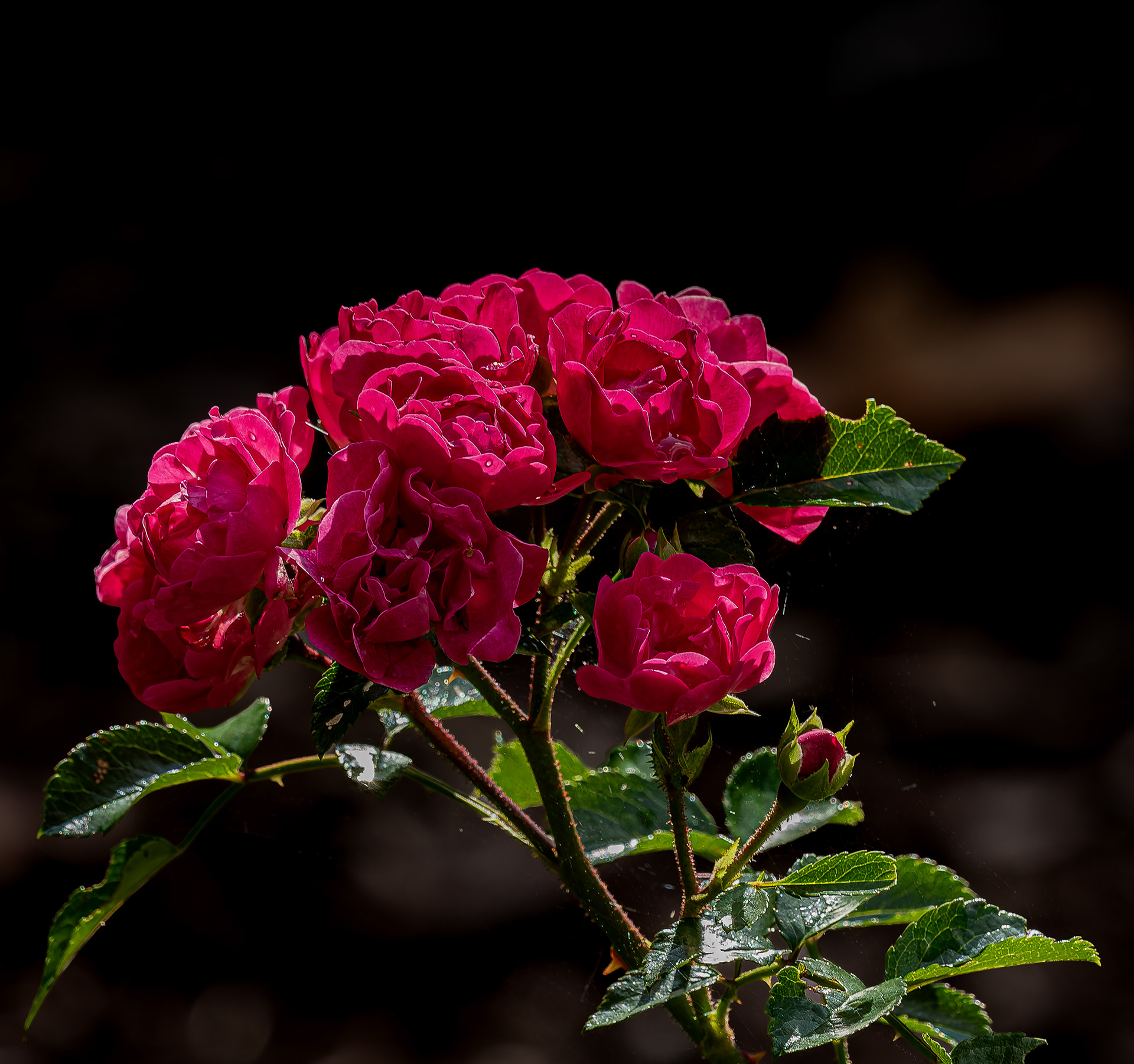 Little Mischief Roses