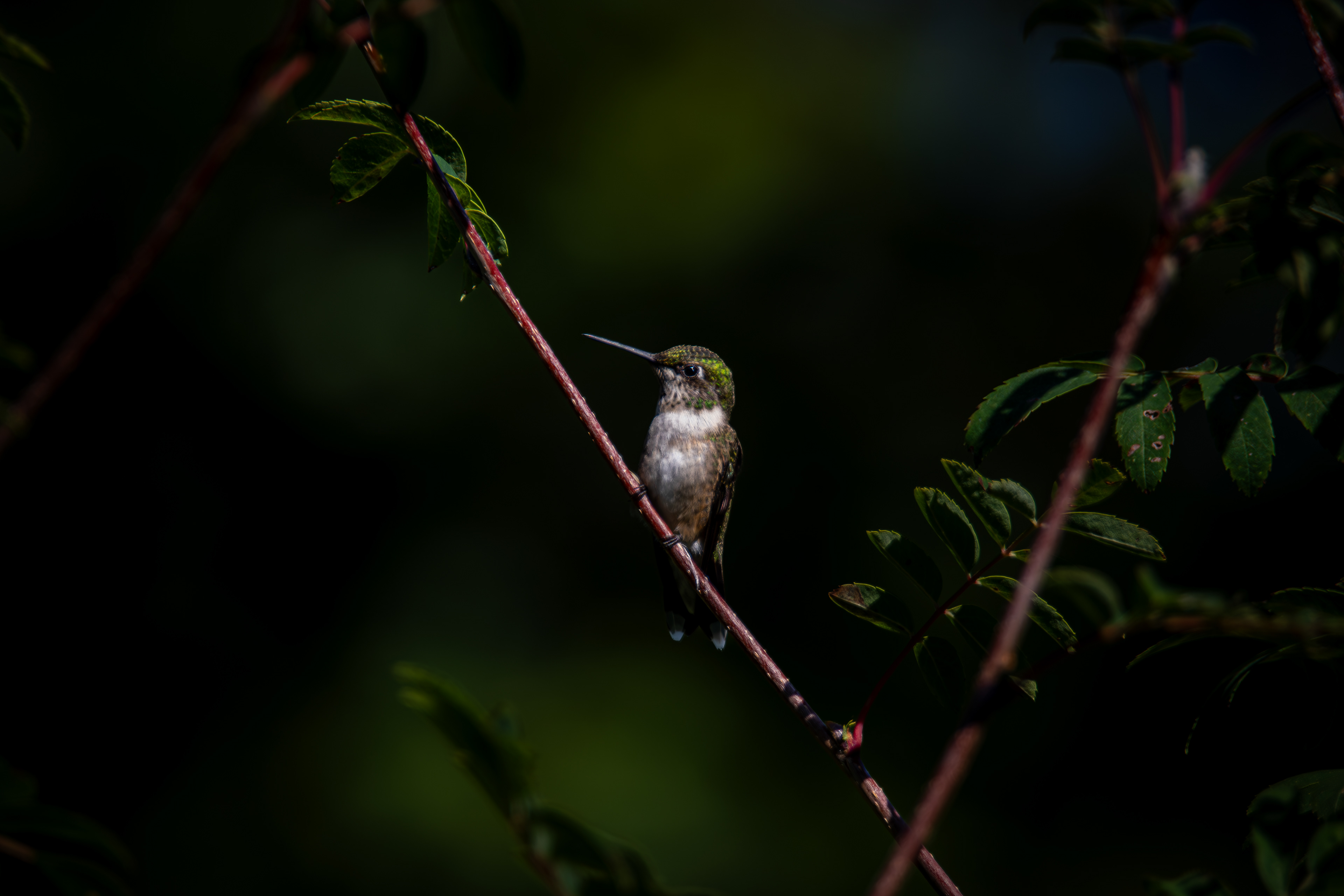 Female Ruby Throated Hummingbird