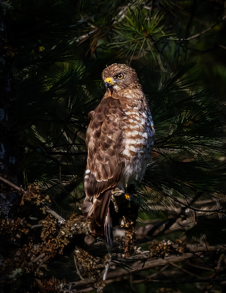 Red-shouldered Hawk No2