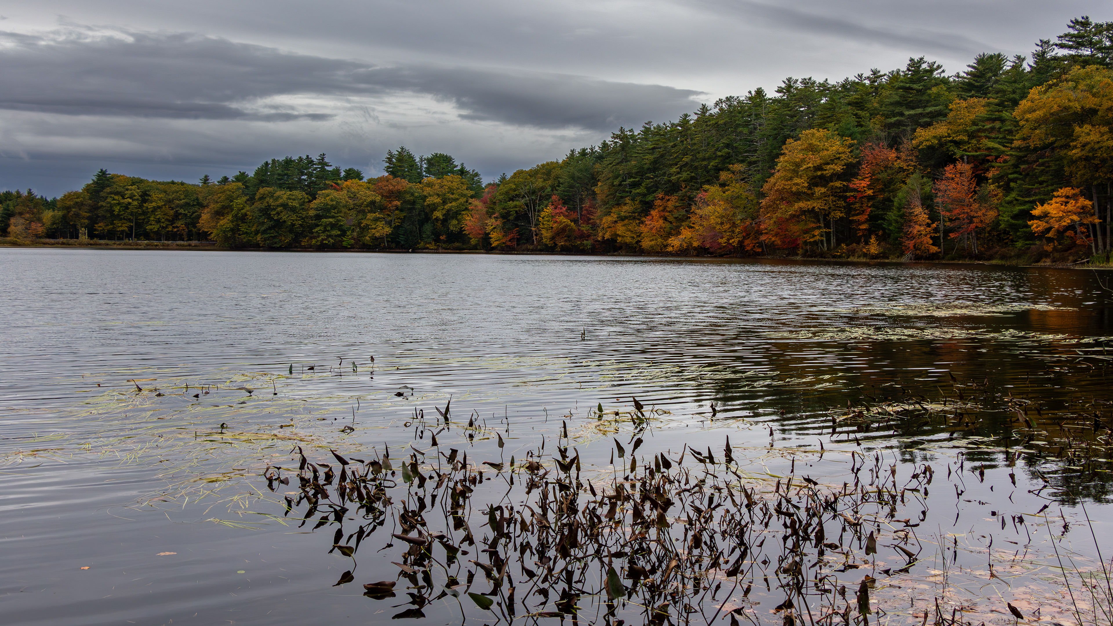Rollins Pond No16