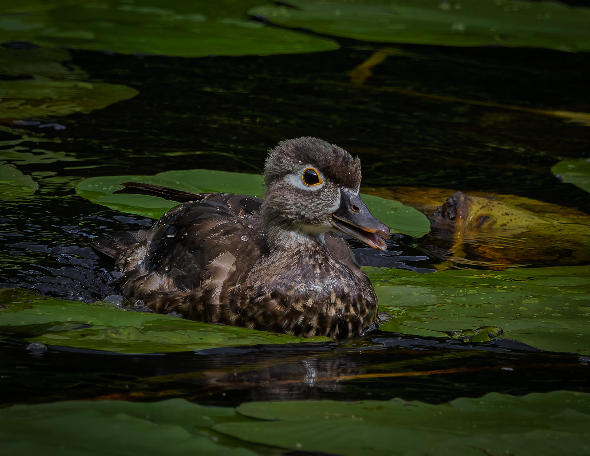 Wood Duck