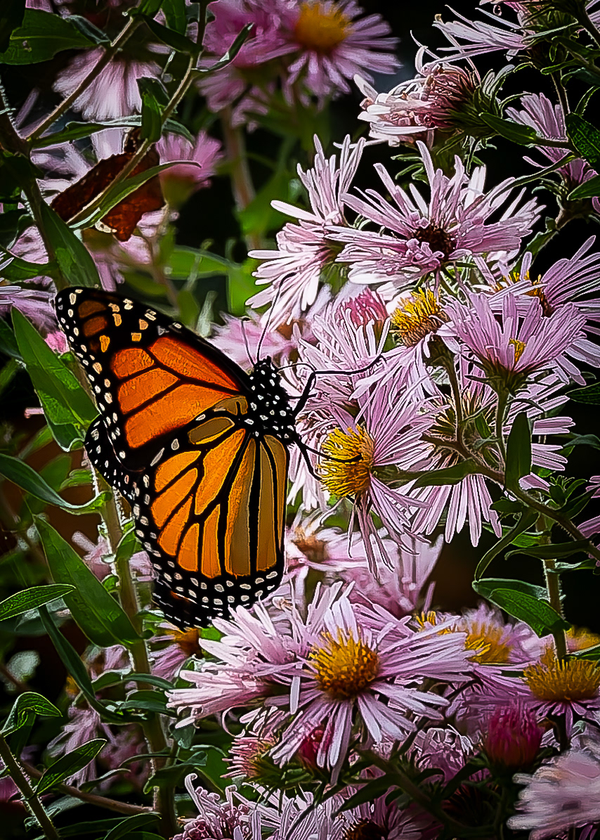 Monarch Butterflfy on Asters - September 30, 2026