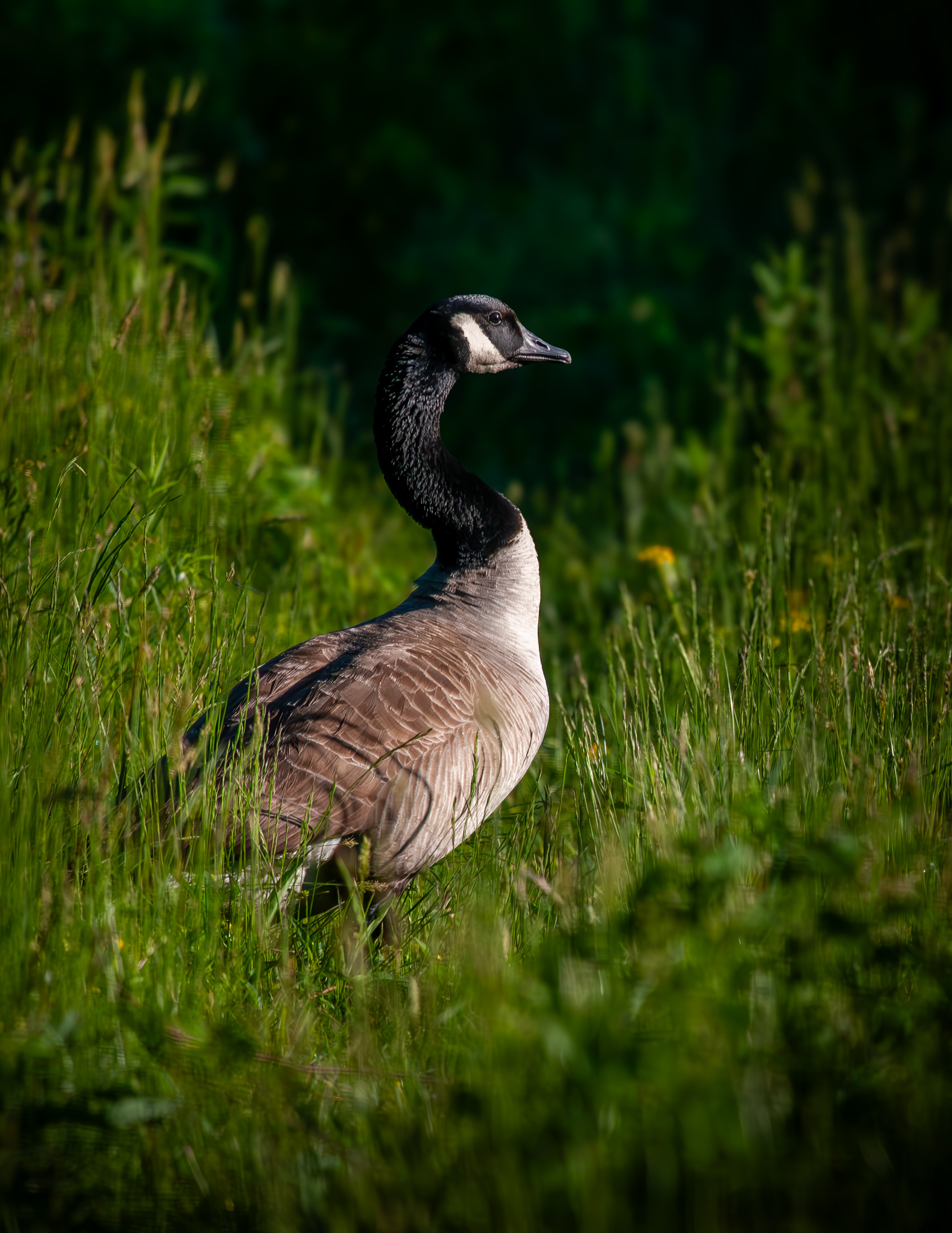 Canada Goose at CSV