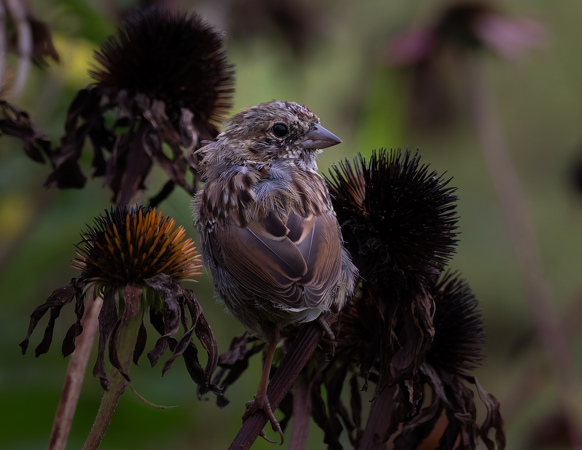 Song Sparrow No2 - September 8, 2026