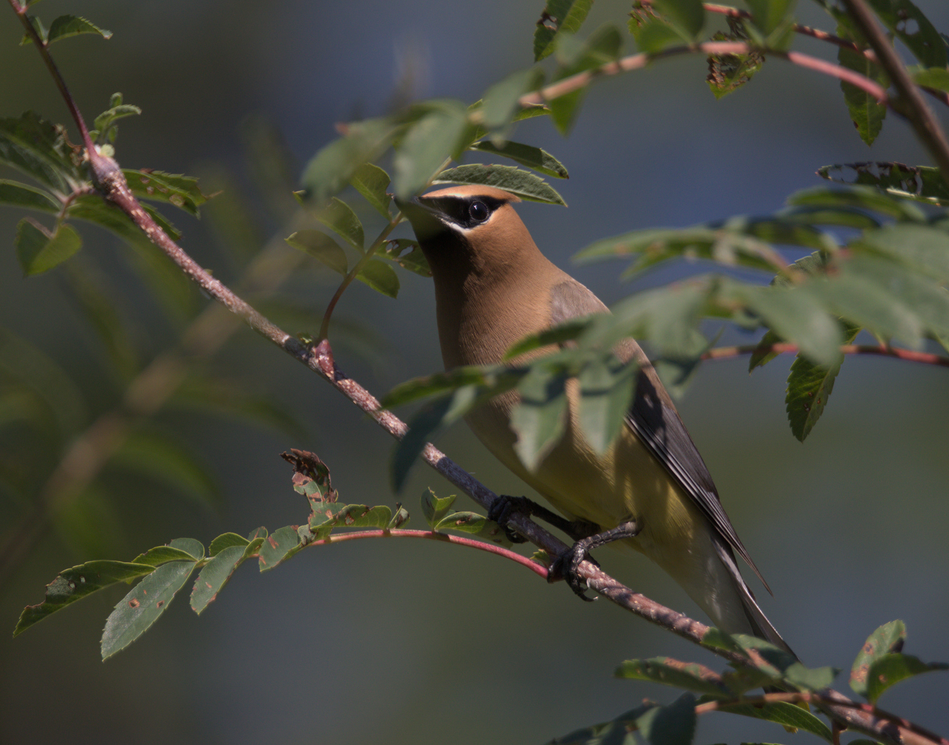 Cedar Waxwing