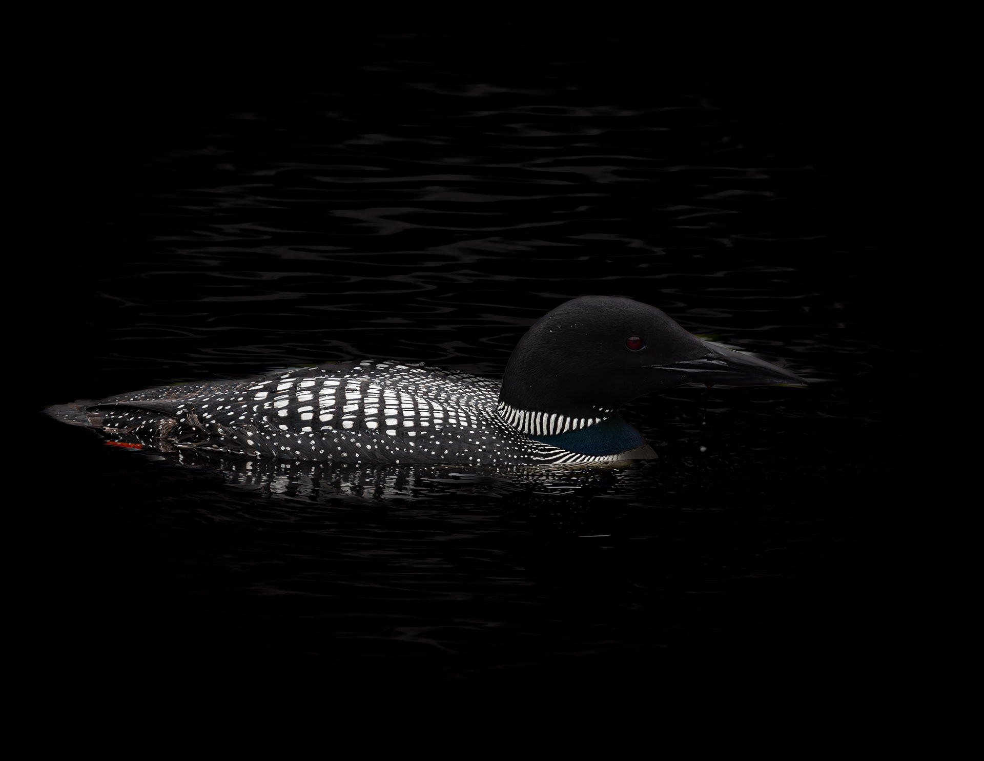 Common Loon No7