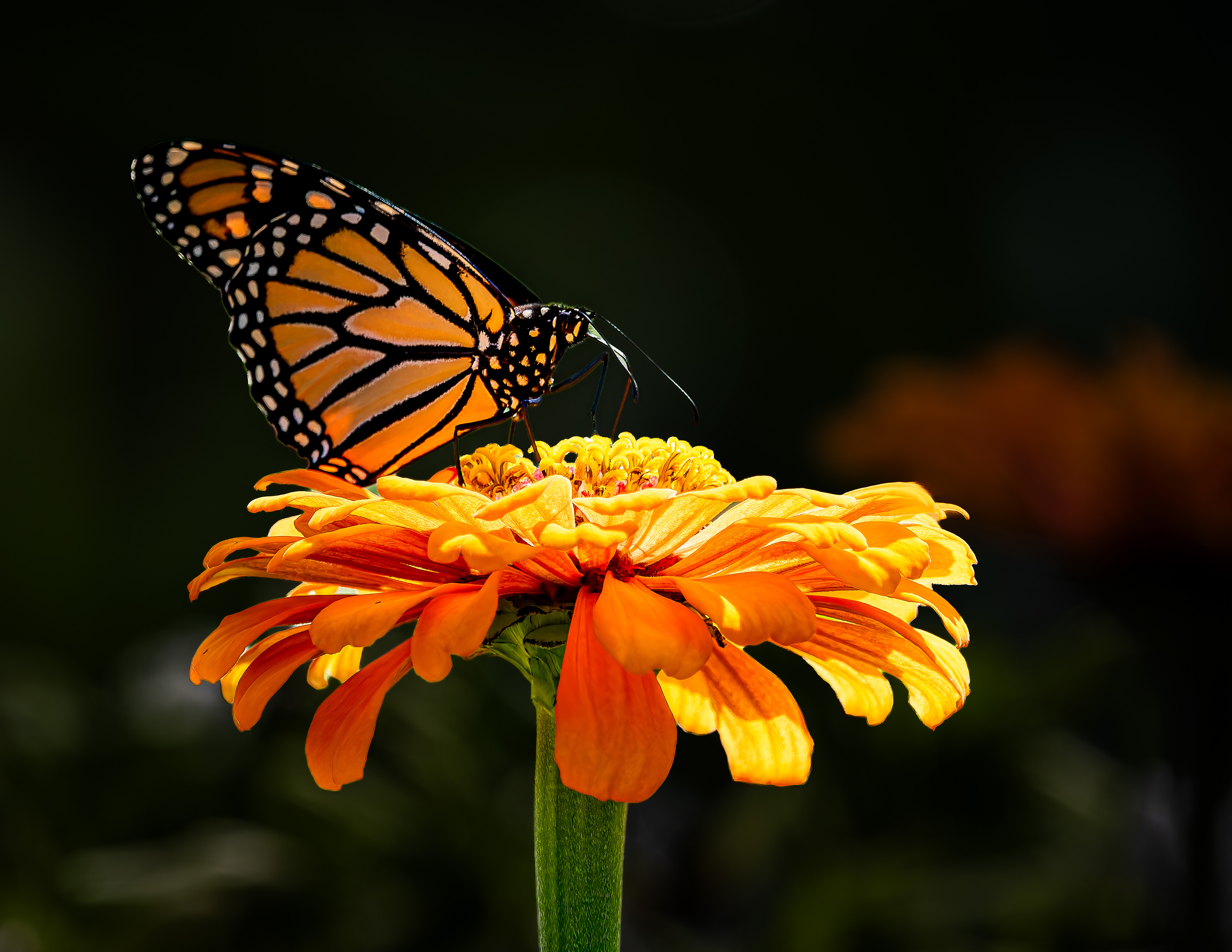 Monarch Butterfly No2
