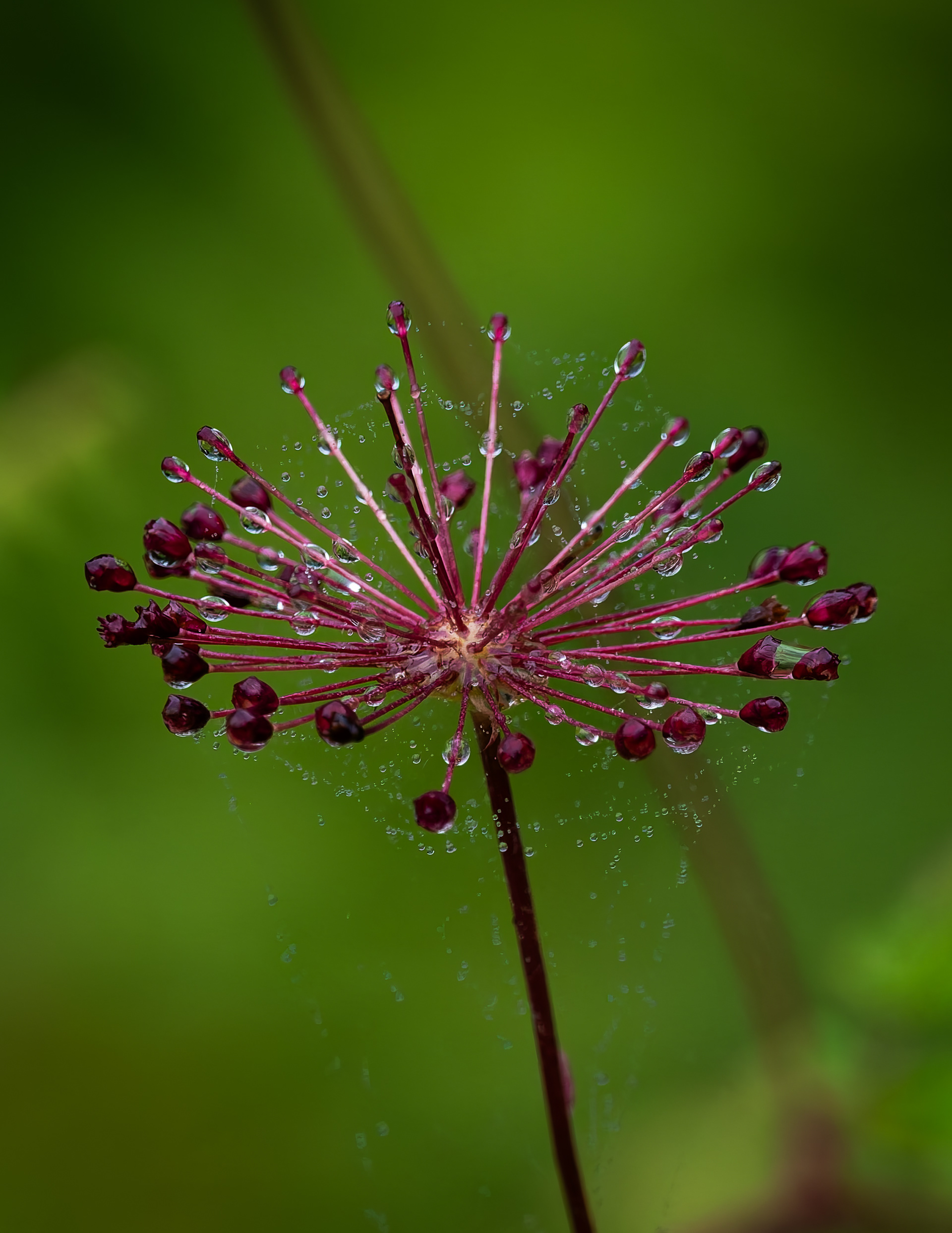 Unknown Wildflower