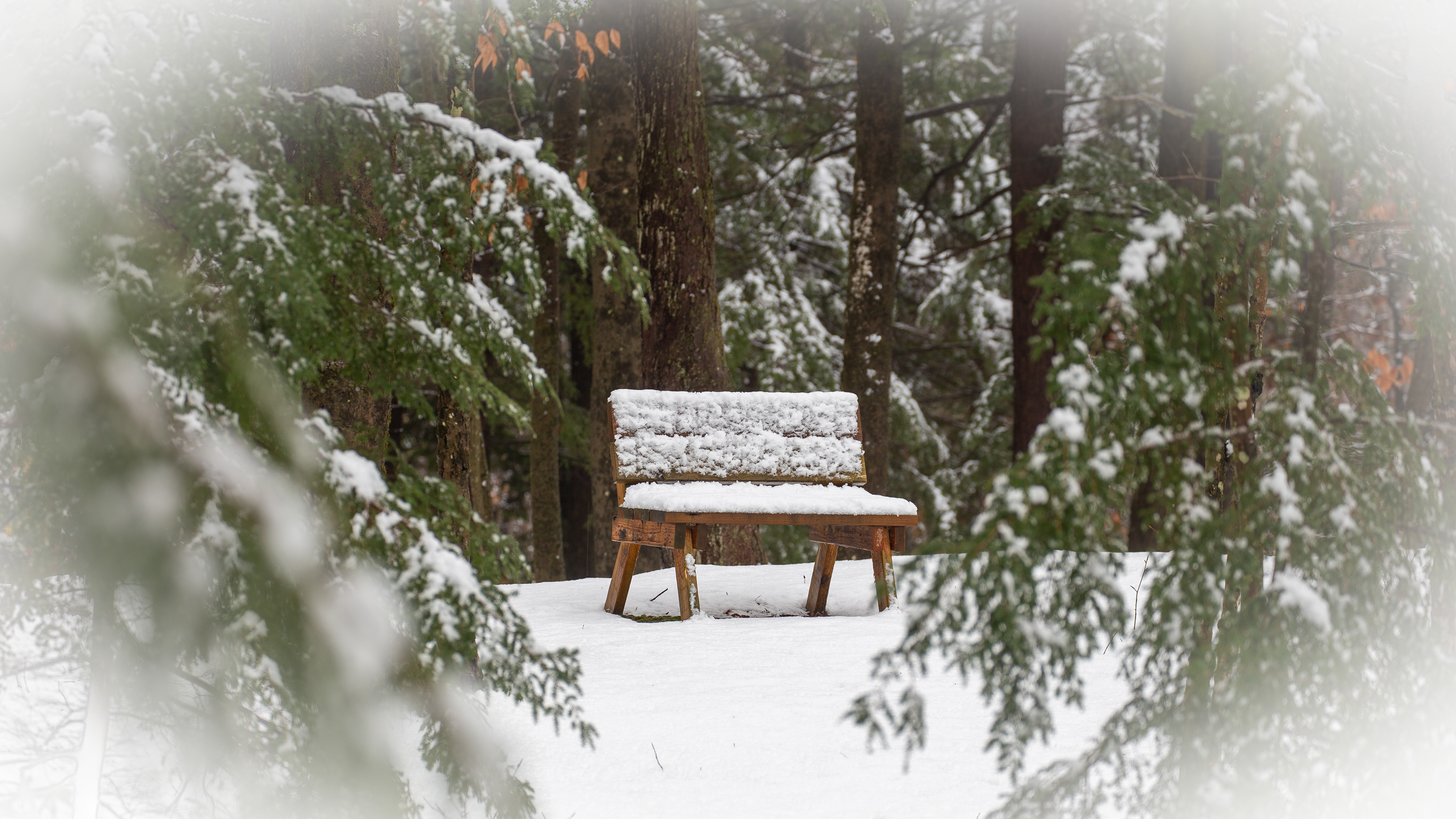 Porcupine Bench