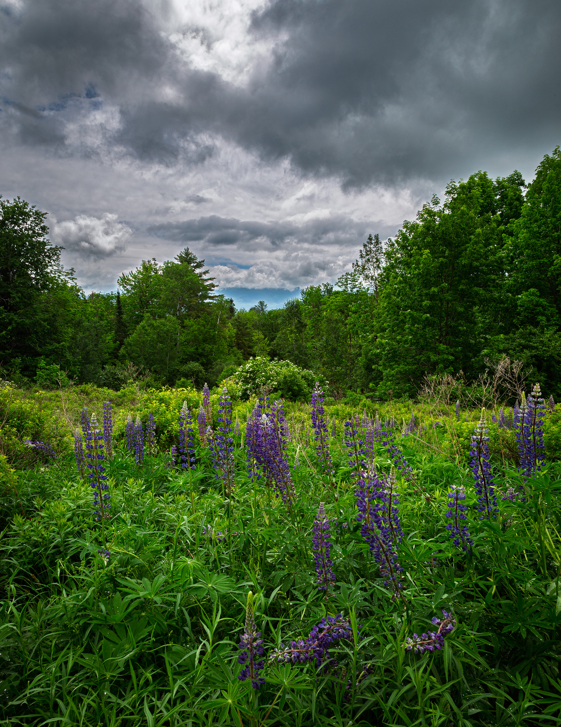 Sugar Hill Lupines No6
