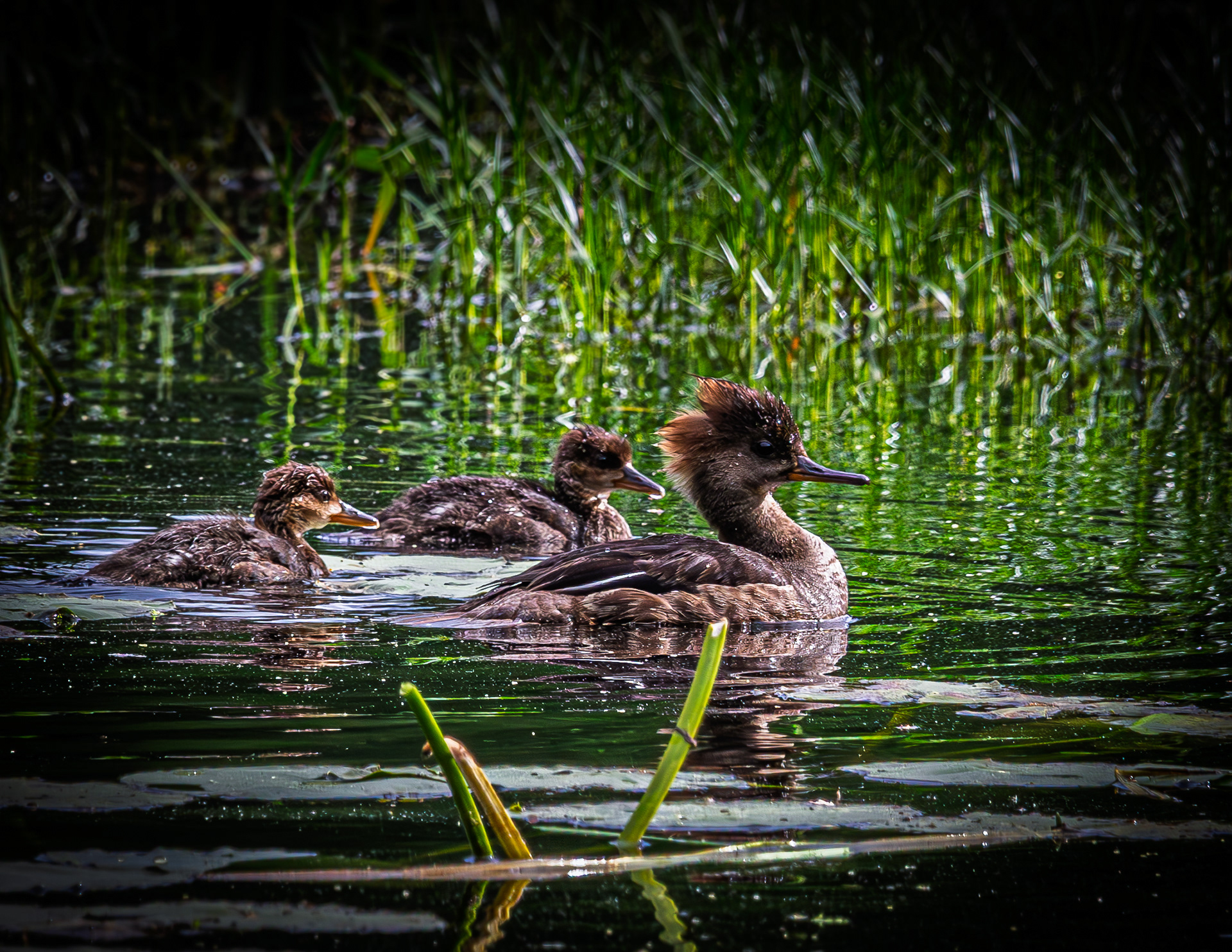 Hooded Merganser Hen and Chicks
