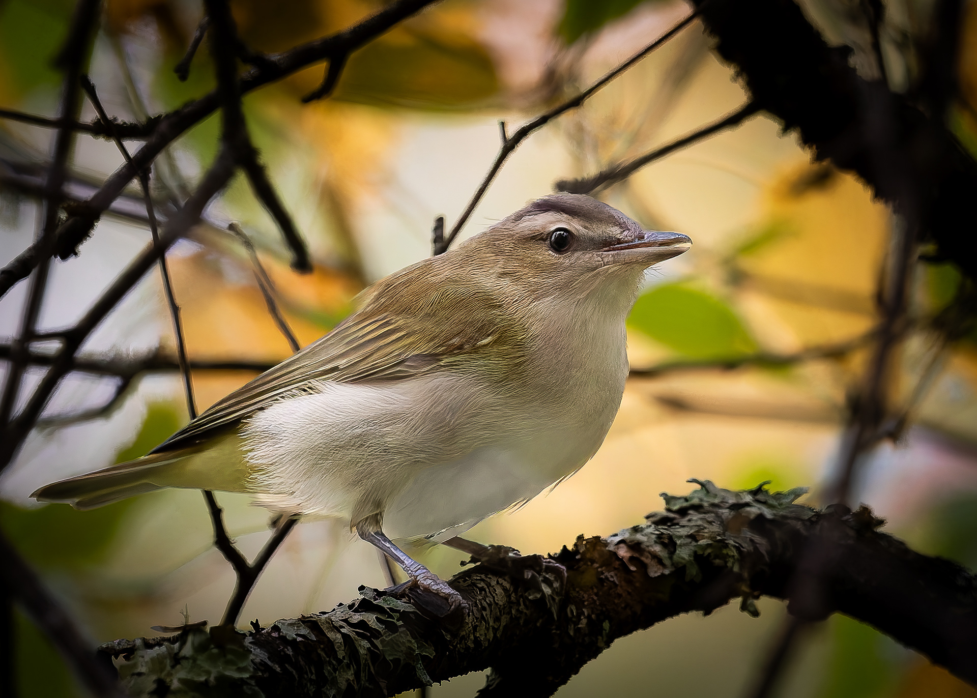 Red-eyed Vireo - September 29, 2026