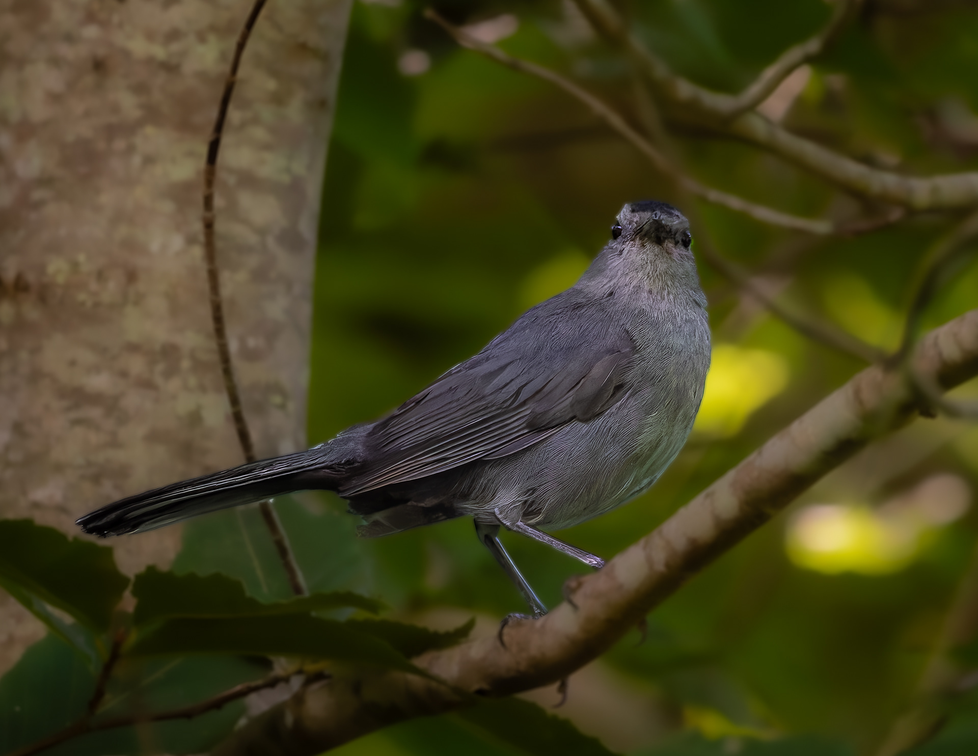 Catbird No1