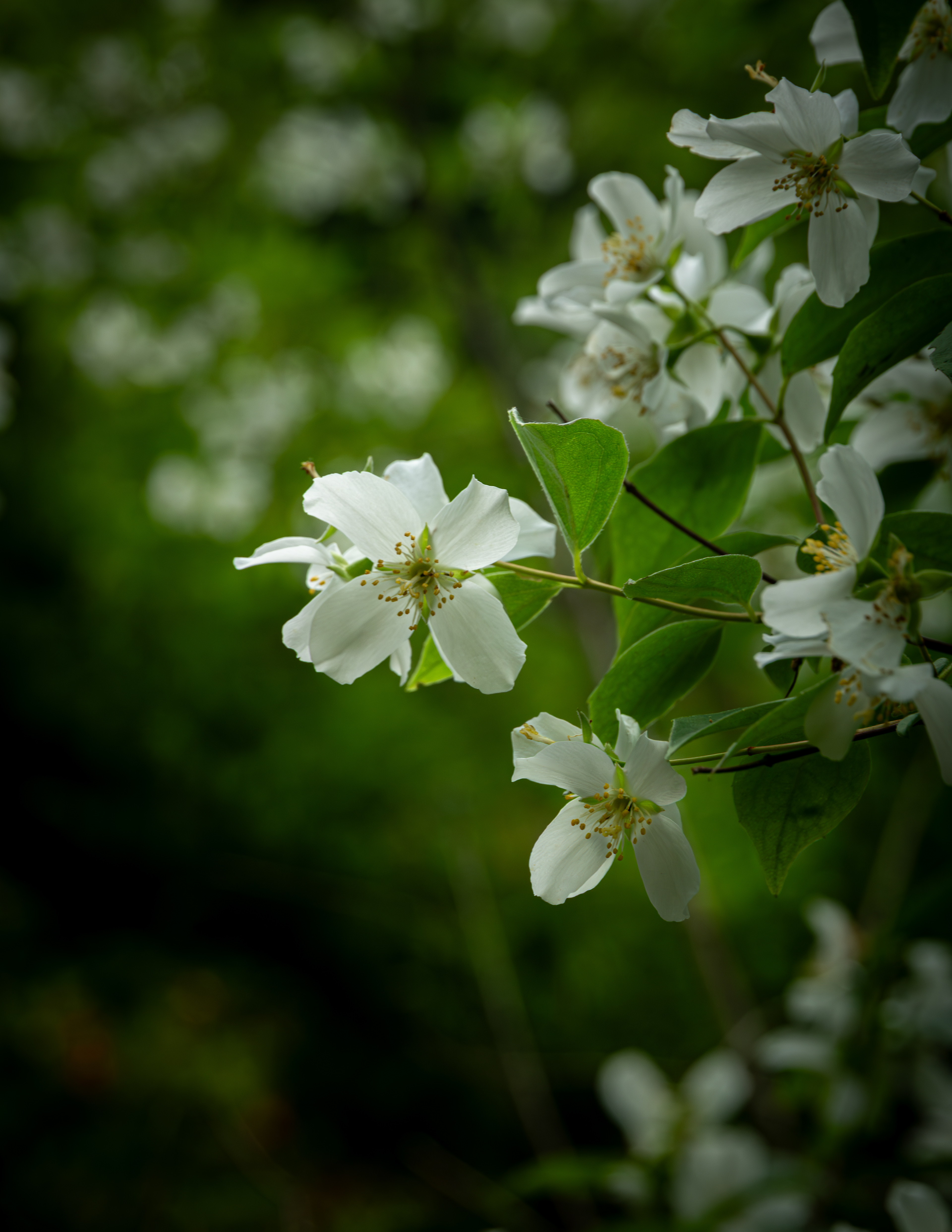 Mock Orange