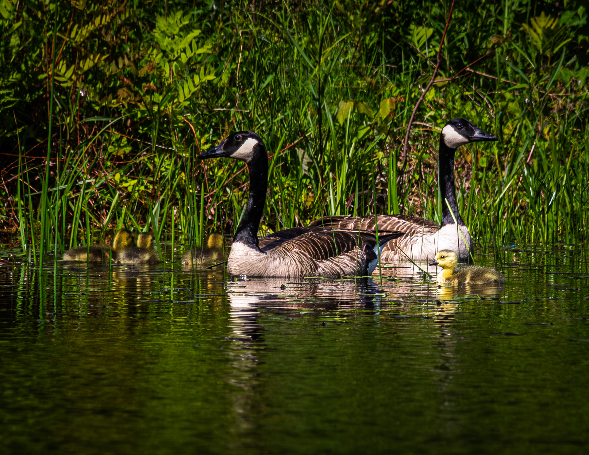 Canada Goose Pair and Goslings
