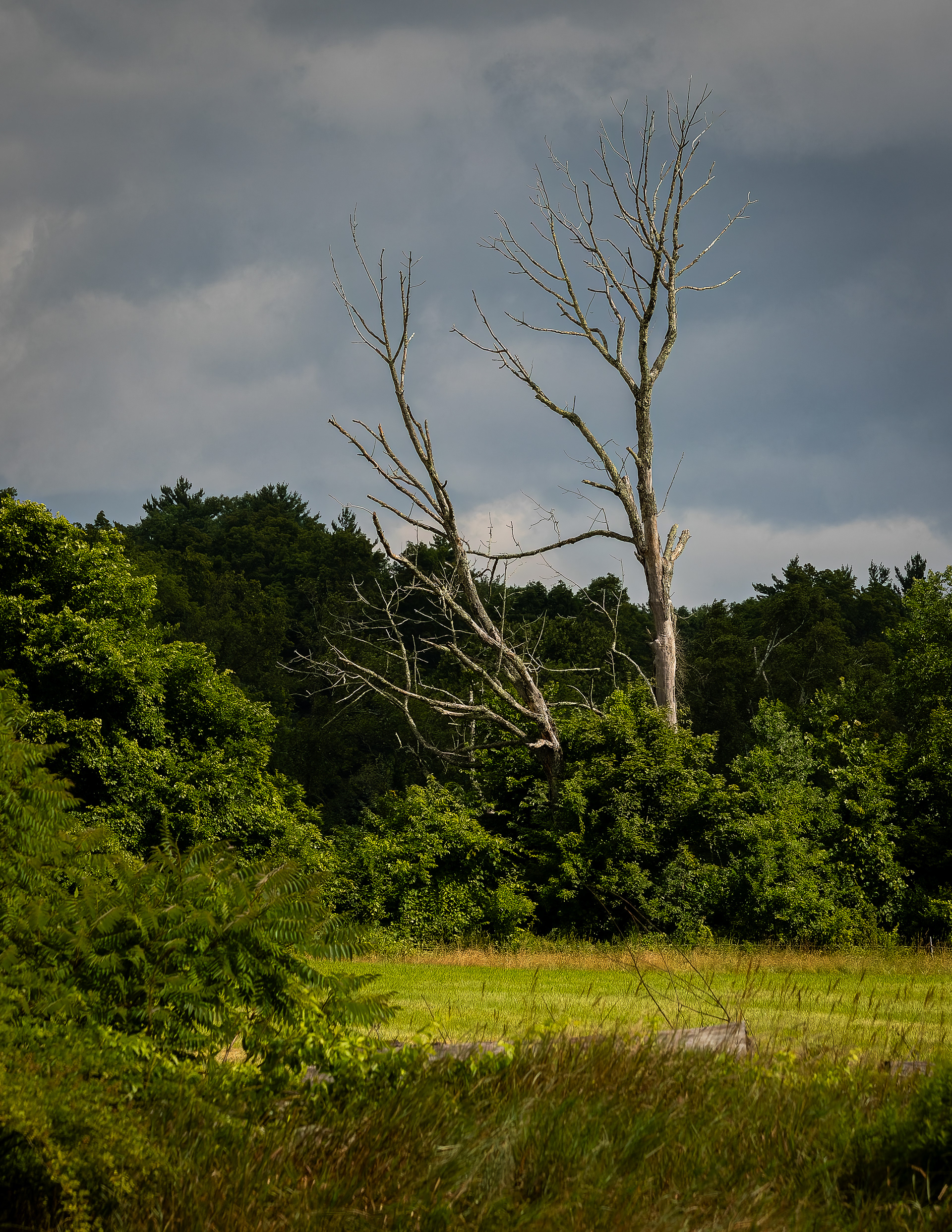 Dead Trees in Color