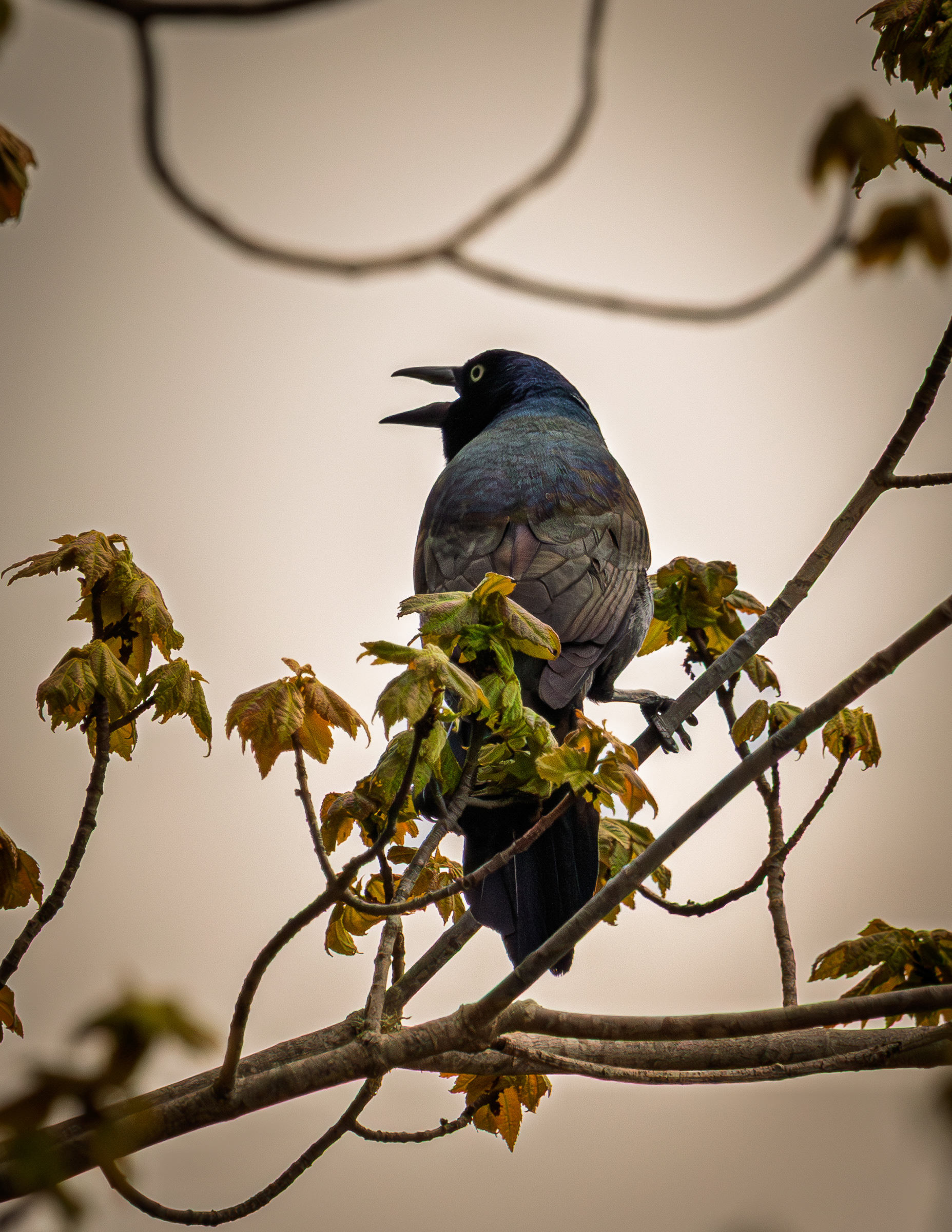 Common Grackle