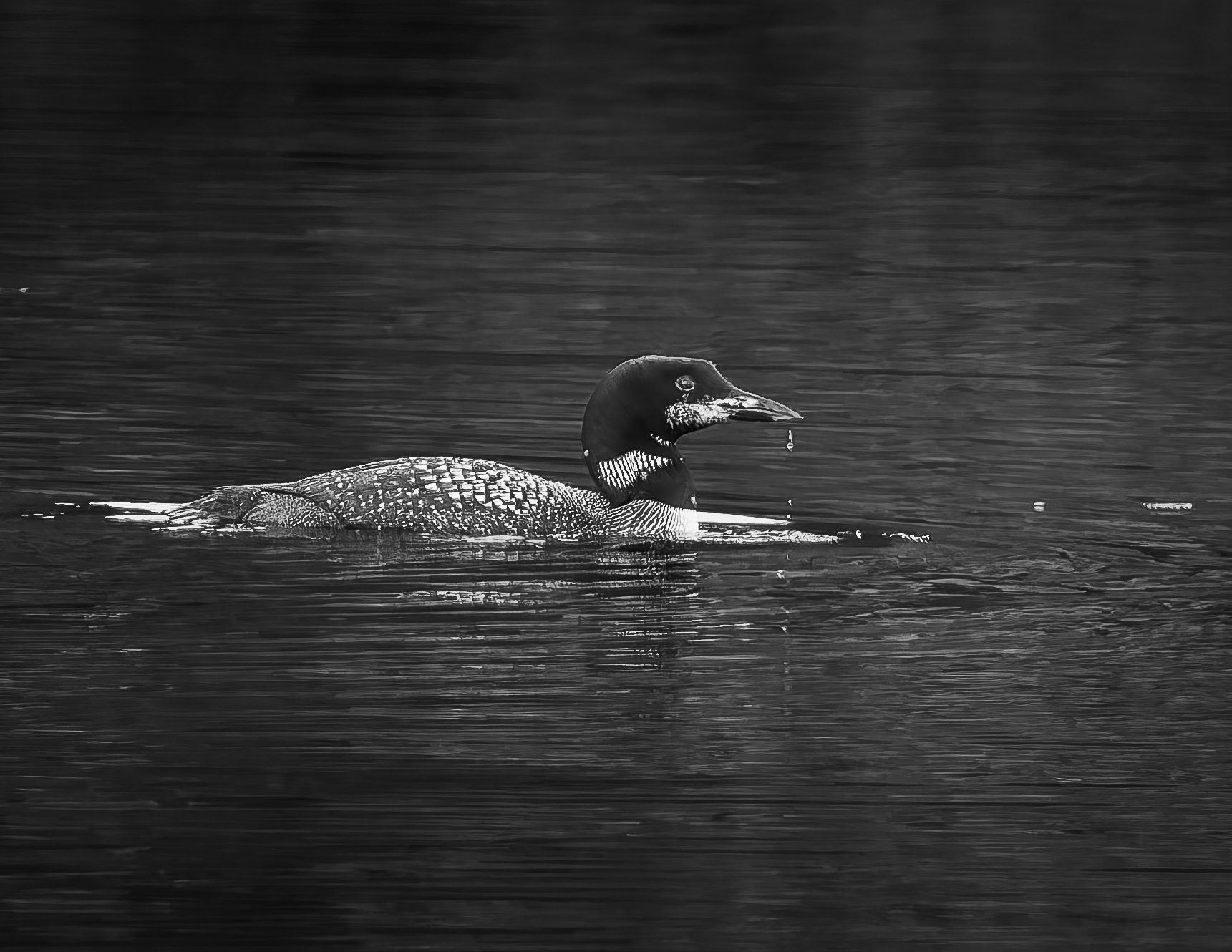 Common Loon No5