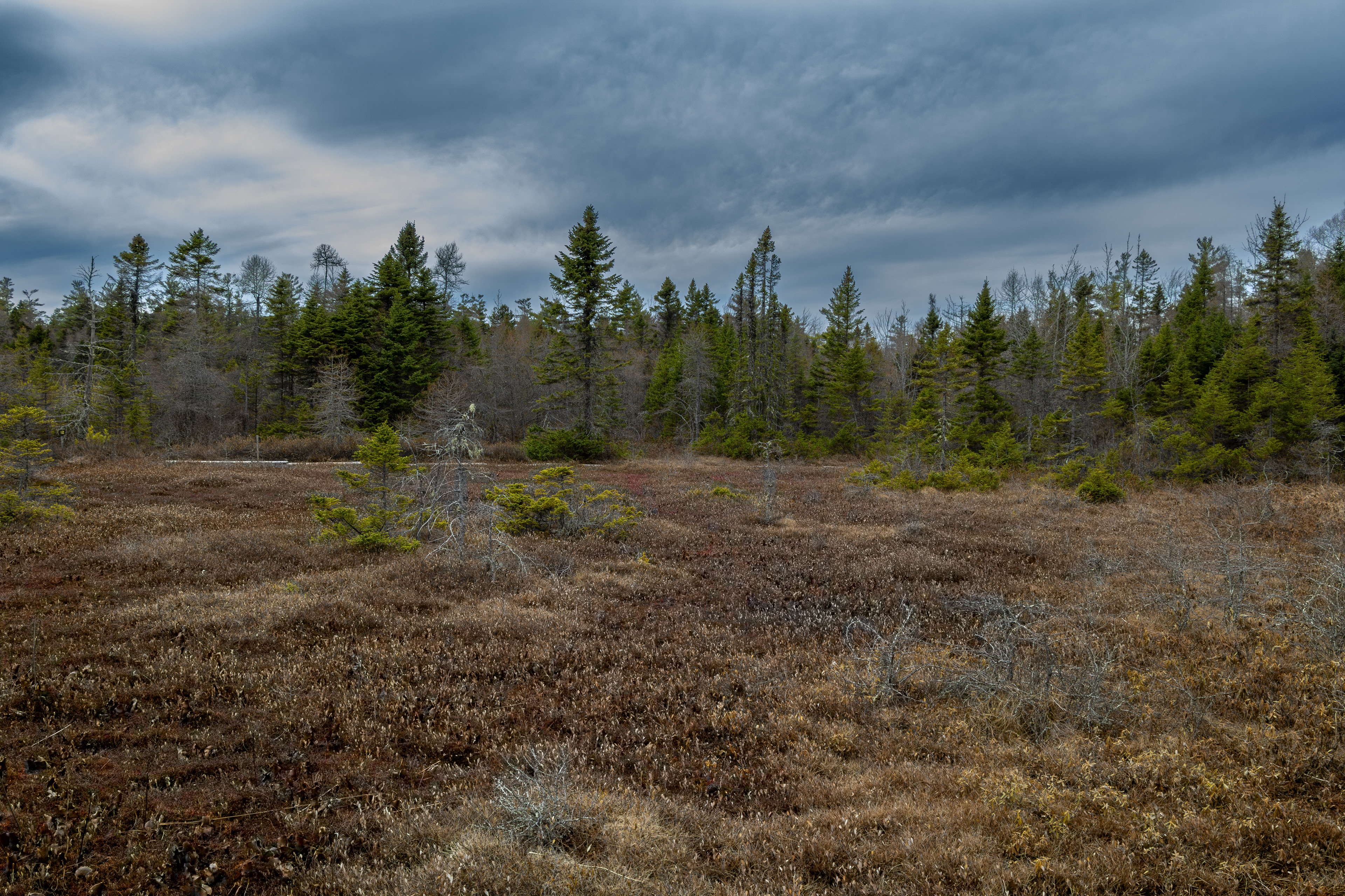 Philbrick-Cricenti Bog No22