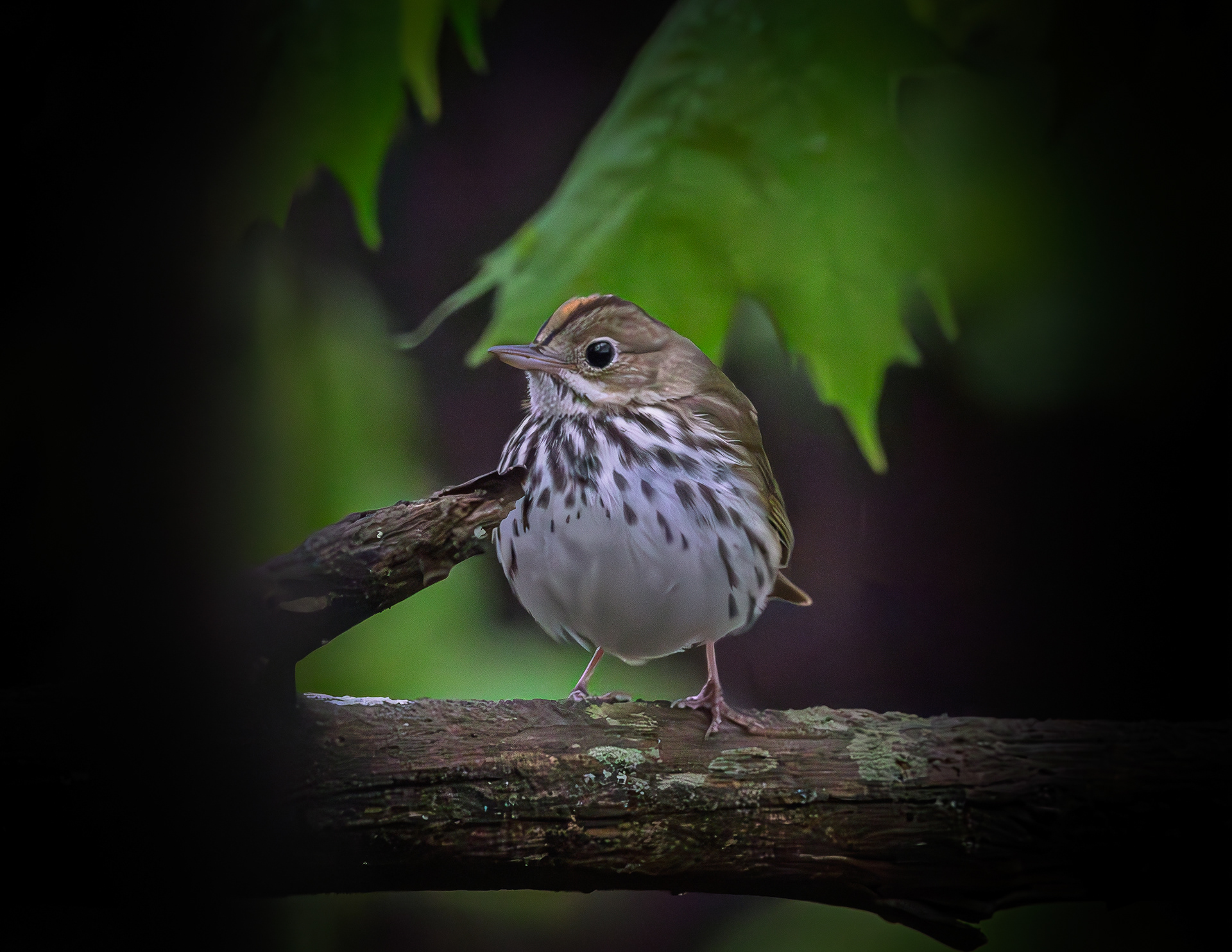Ovenbird