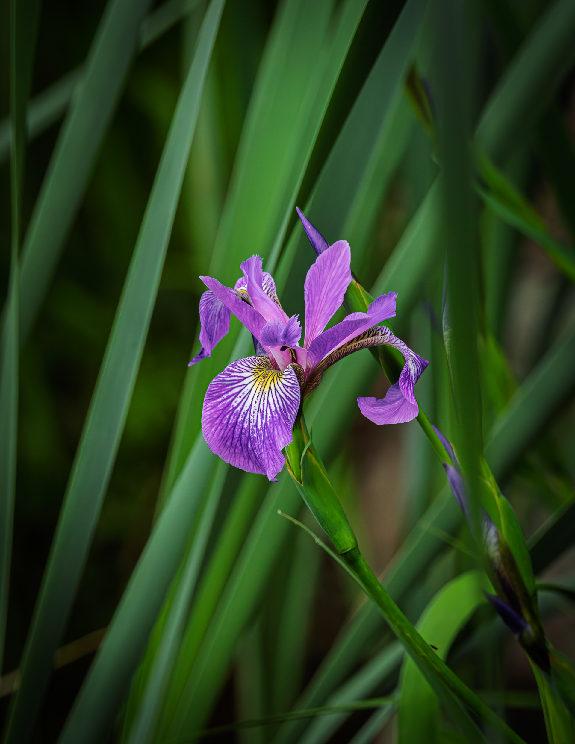 Wild Iris No6