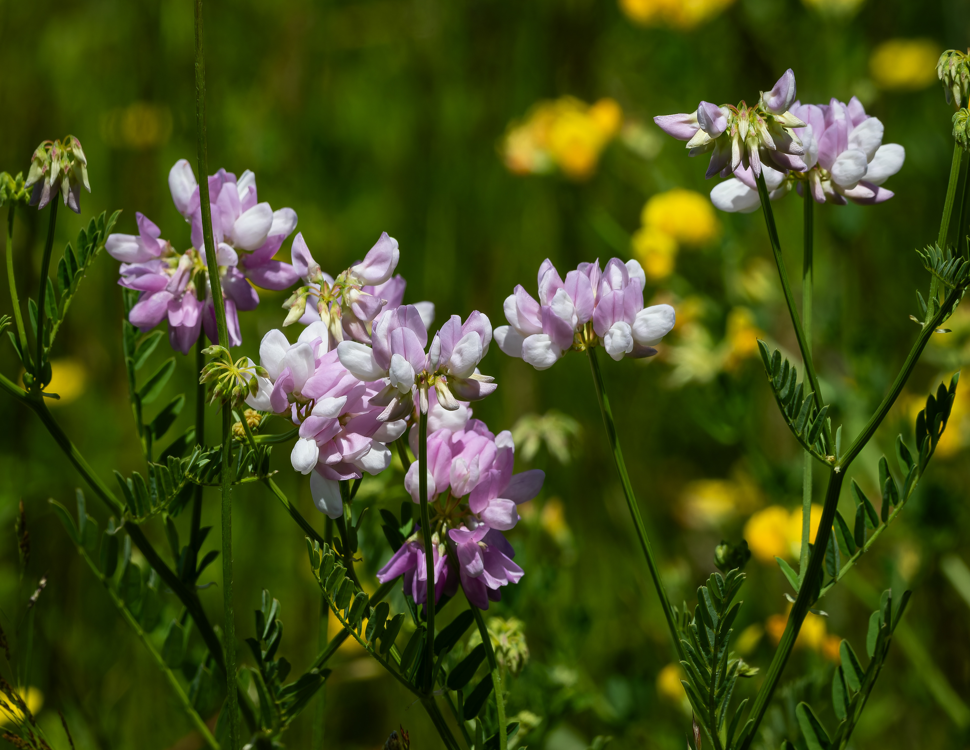 Crown Vetch
