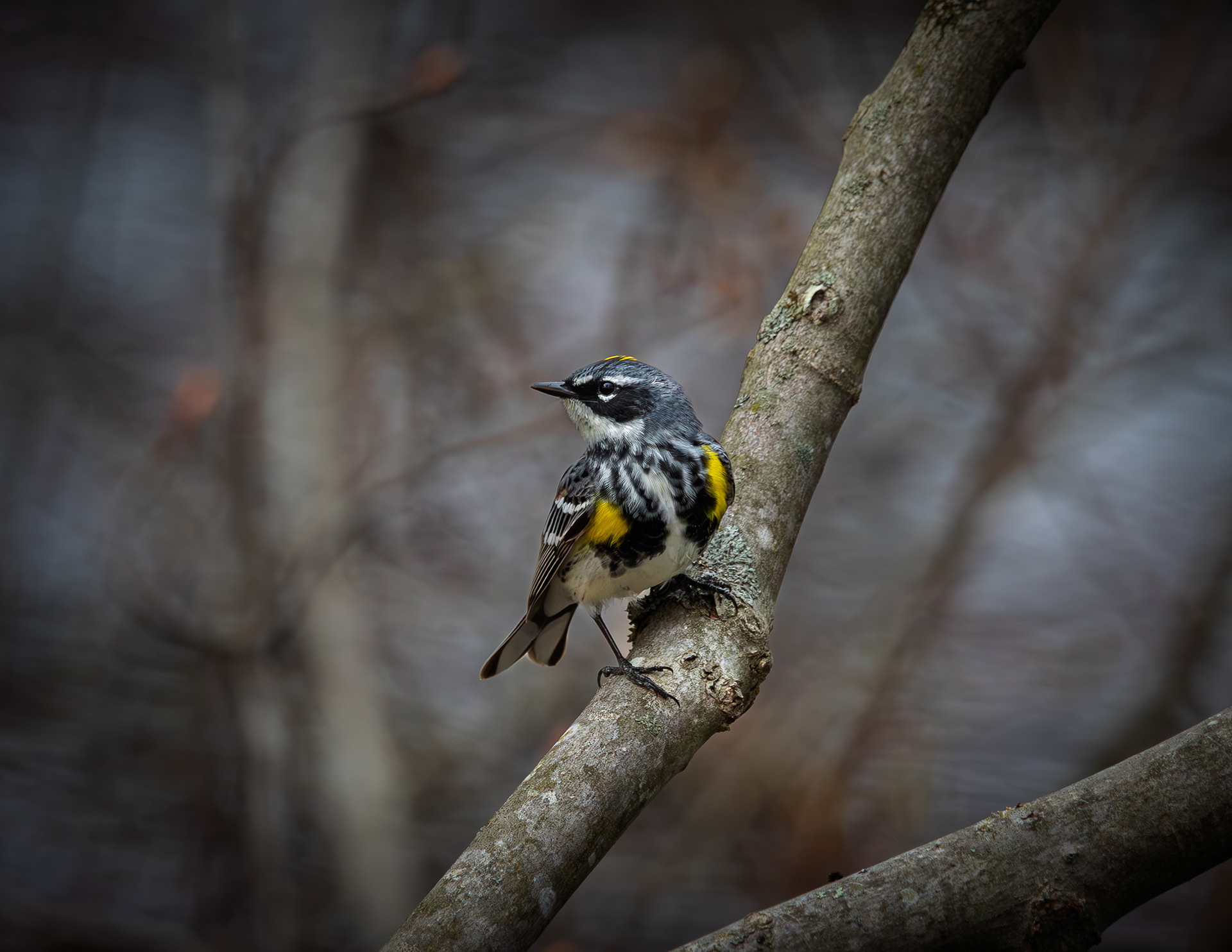 Yellow-rumped Warbler at Turning Mill Pond No2