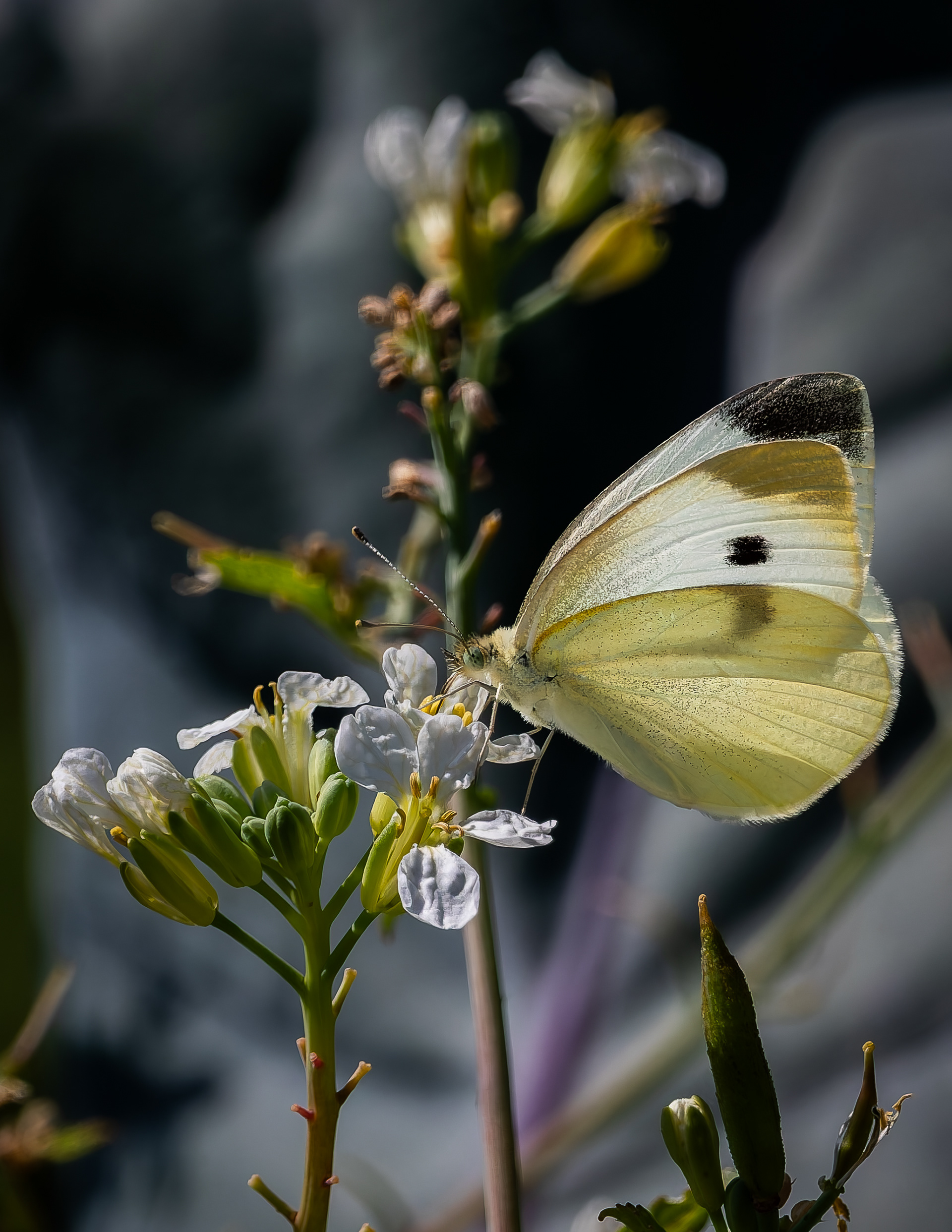 Silver-spotted Skipper Butterfly