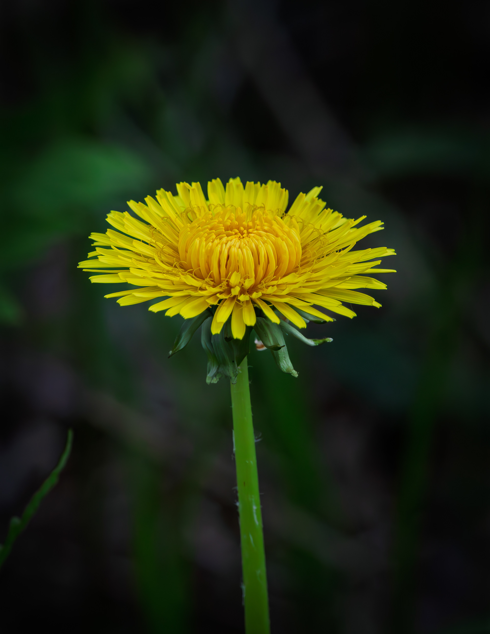 Dandelion