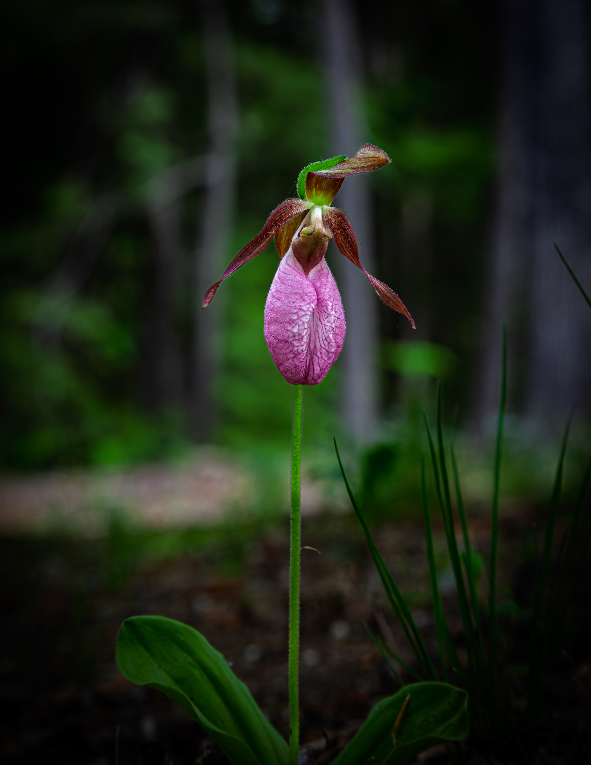 Lady Slipper