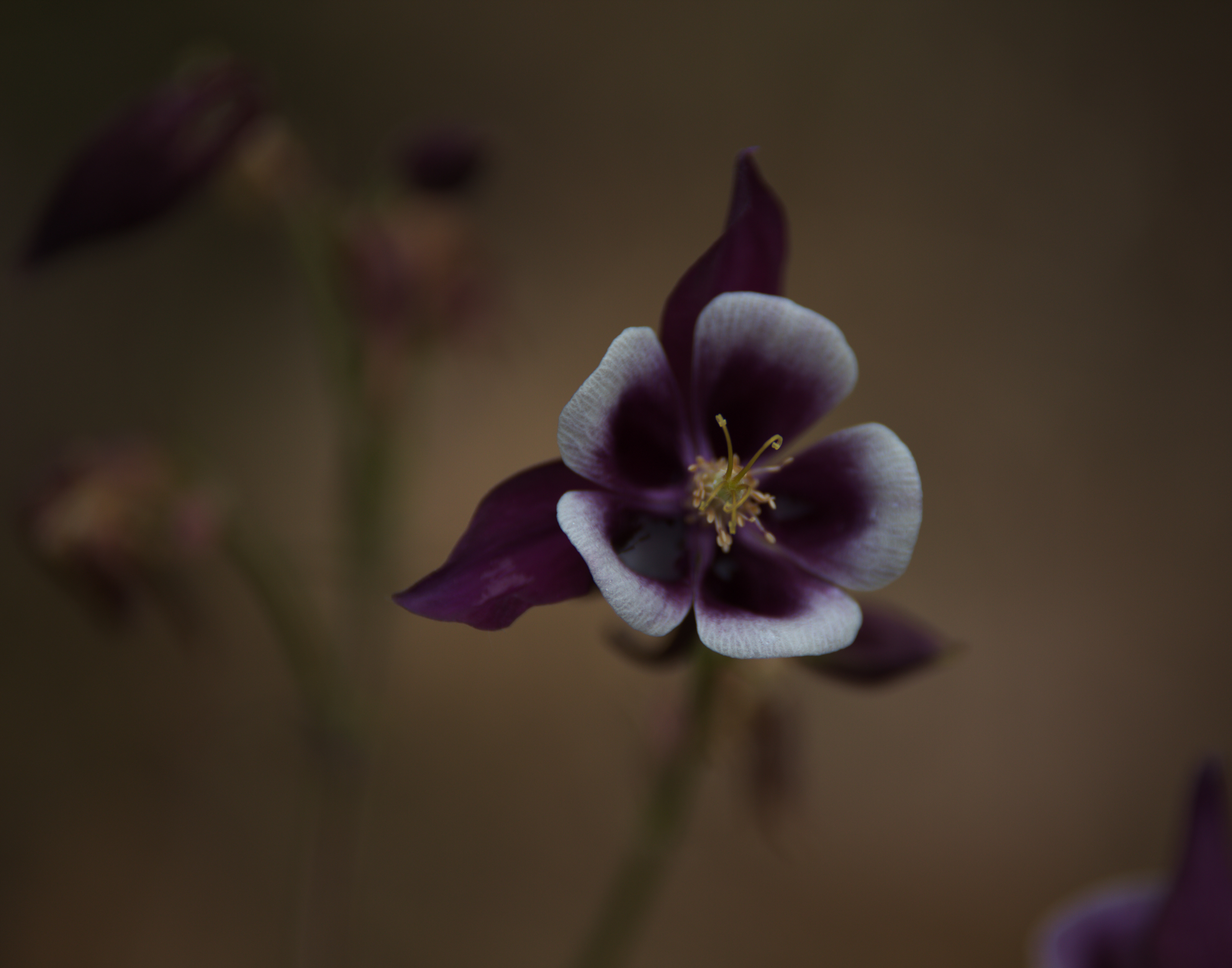 Columbine