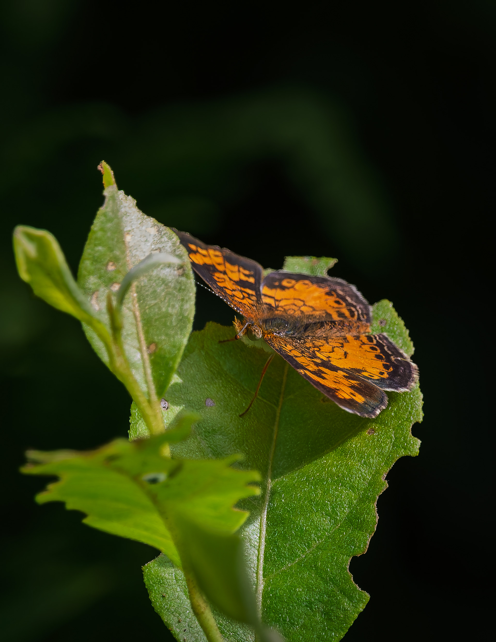 Northern Crescent Butterfly