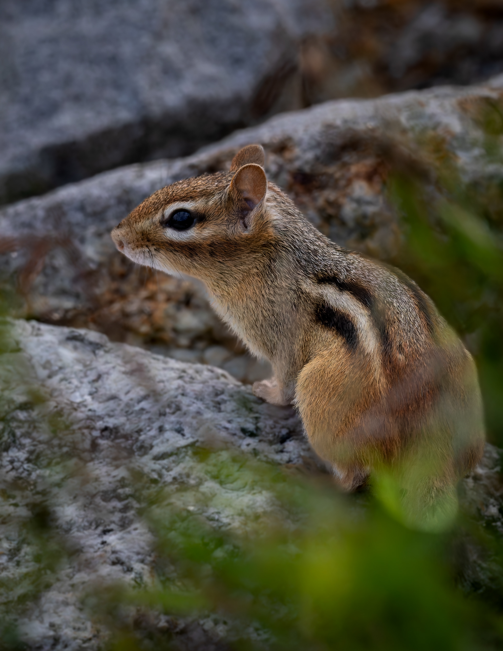 Chipmunk