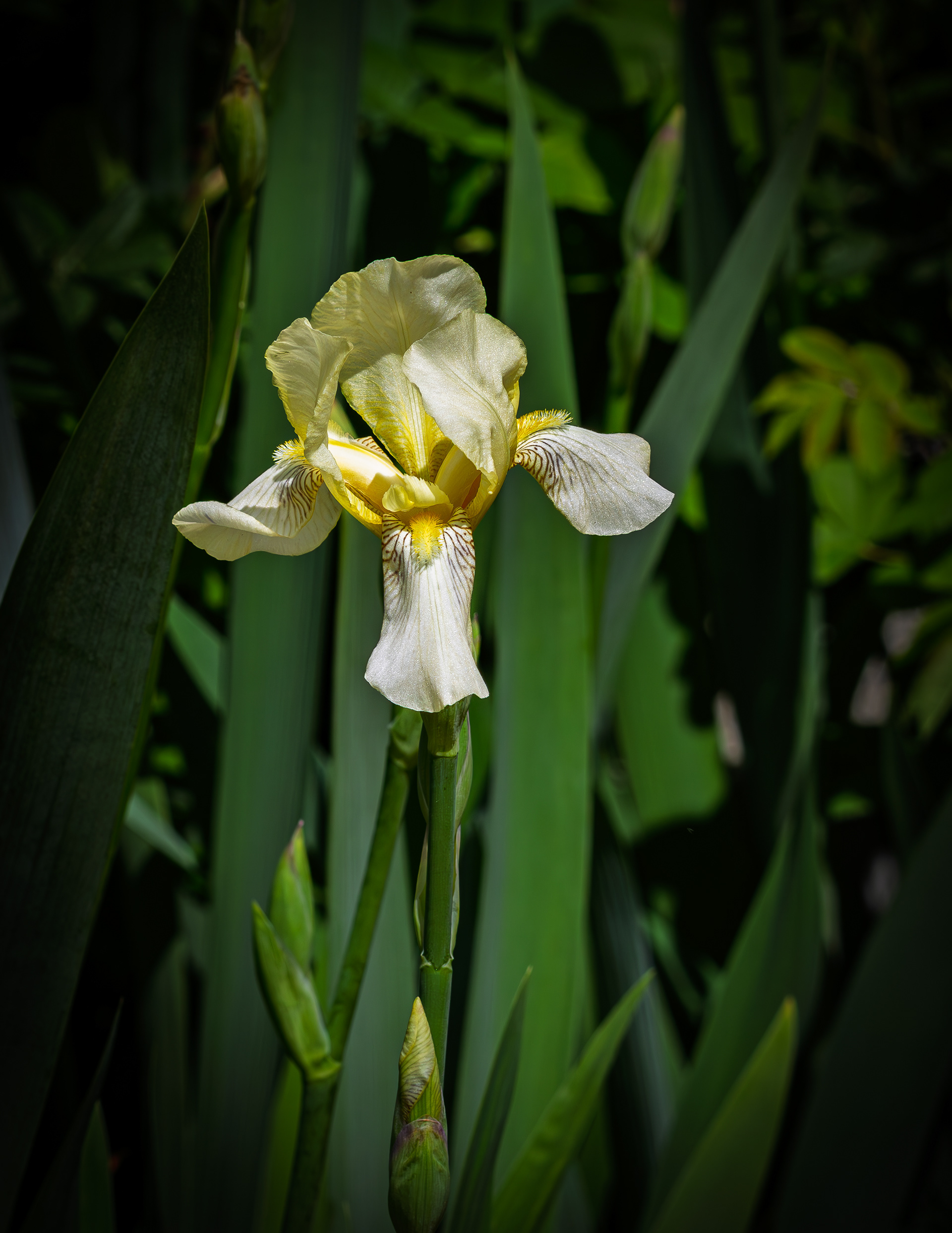 Yellow Iris