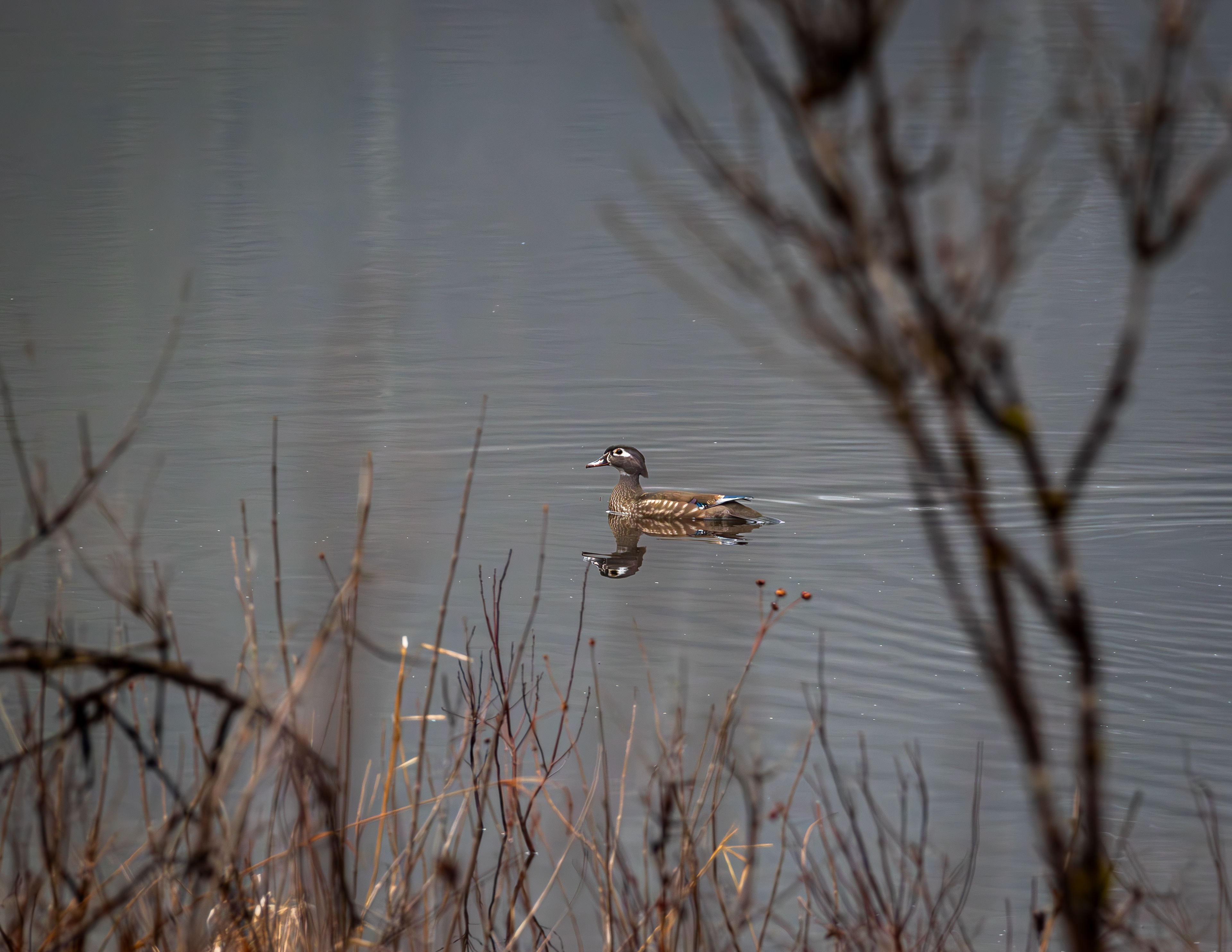 Female Wood Duck in Academy Brook