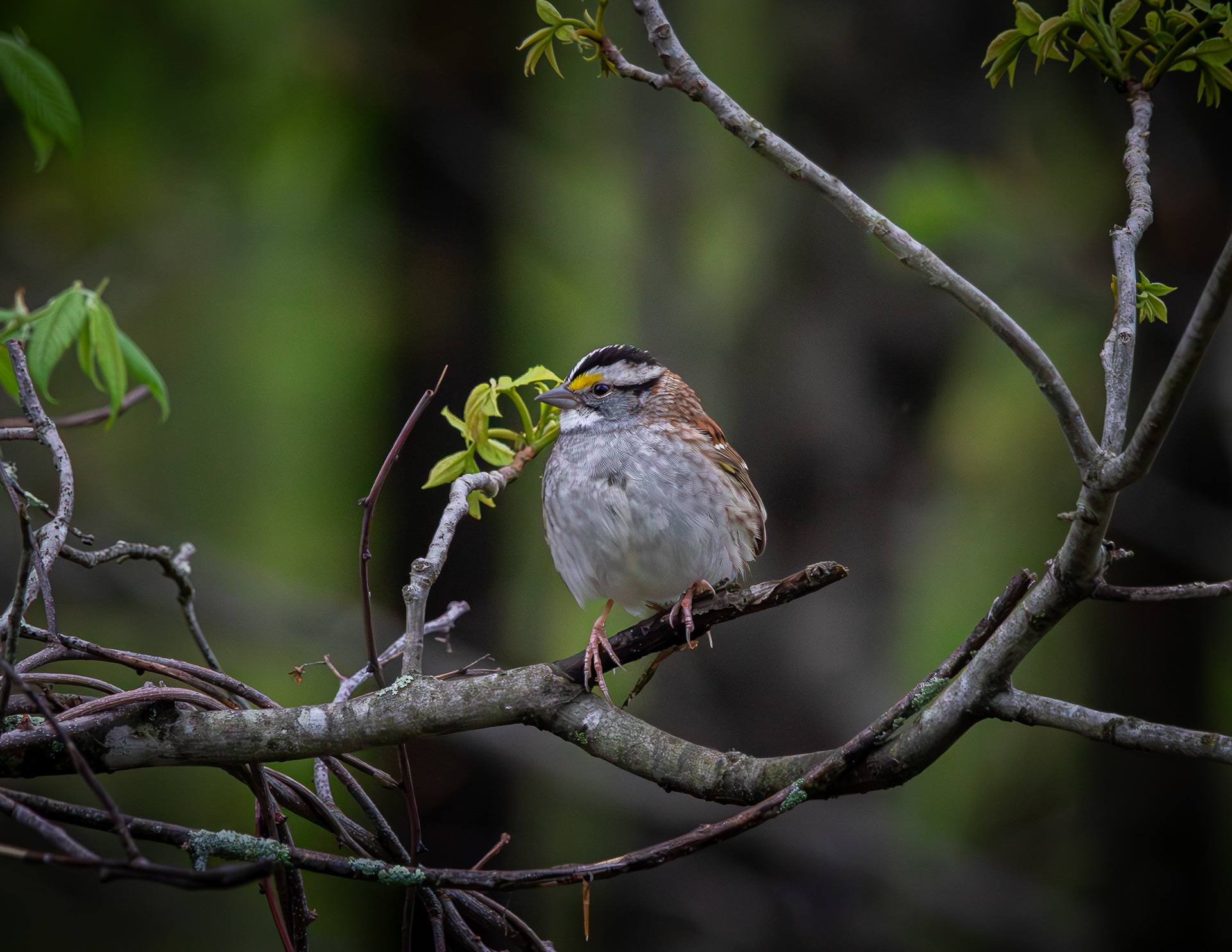 White Throated Sparrow