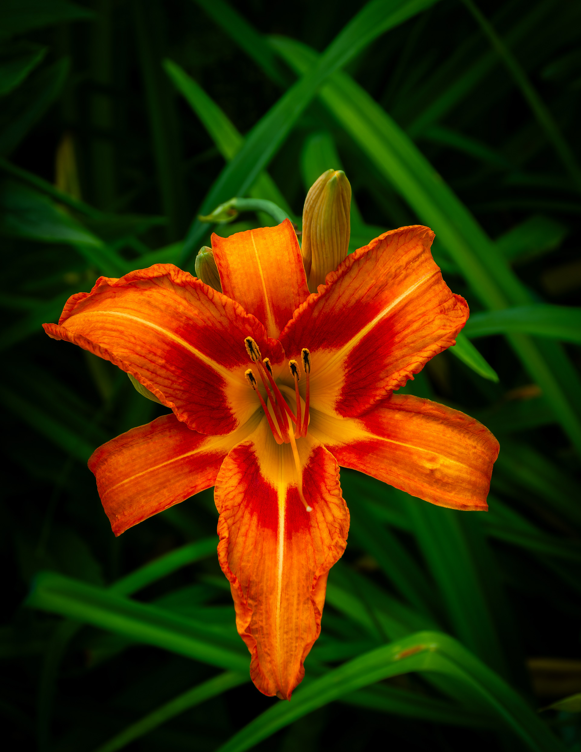 Orange Daylily - July 4, 2026