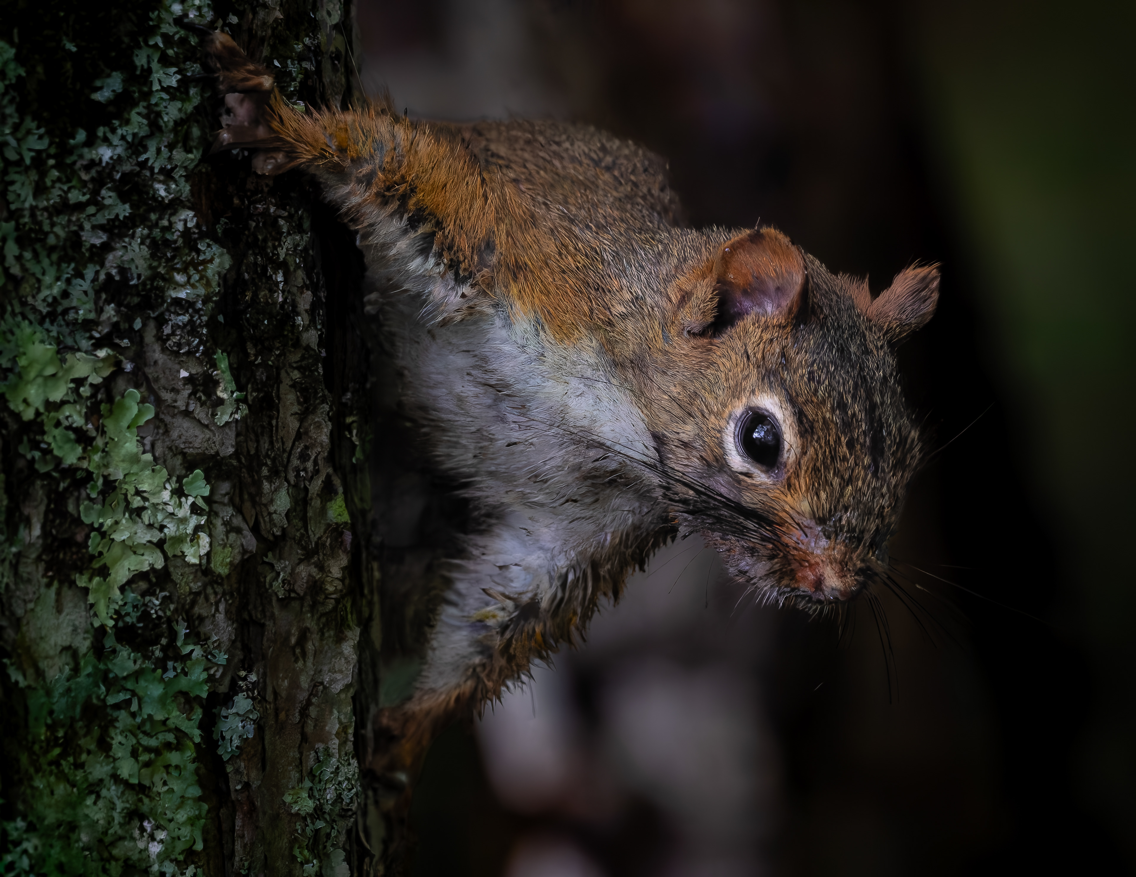 Red Squirrel