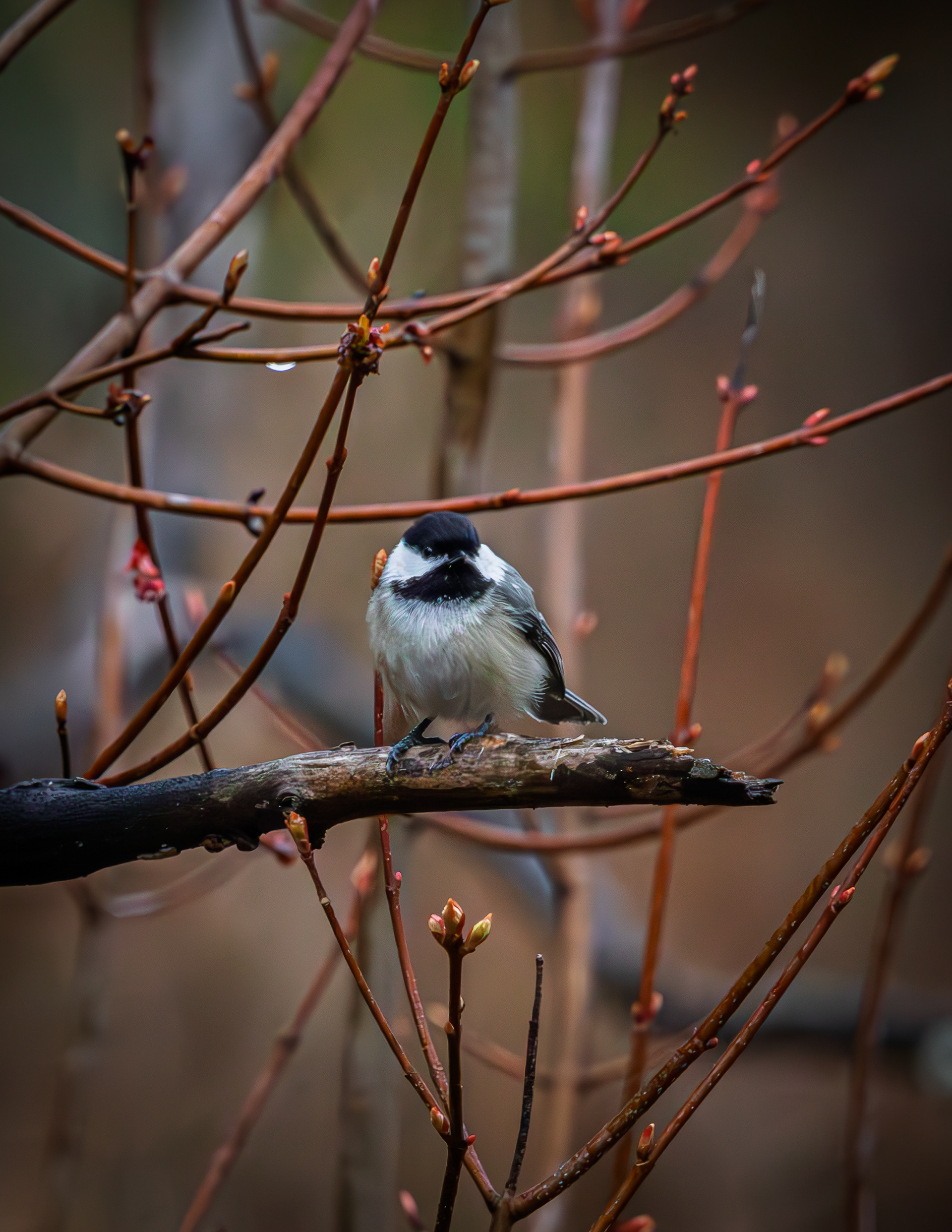 Chickadee