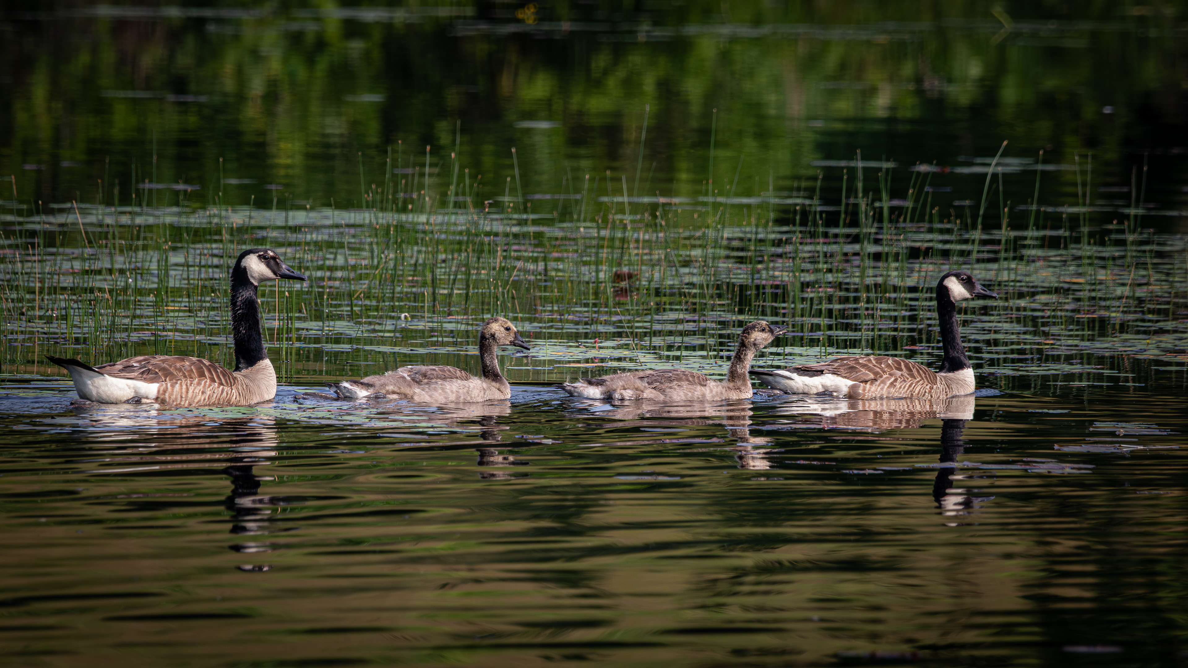Canada Geese Family at CSV