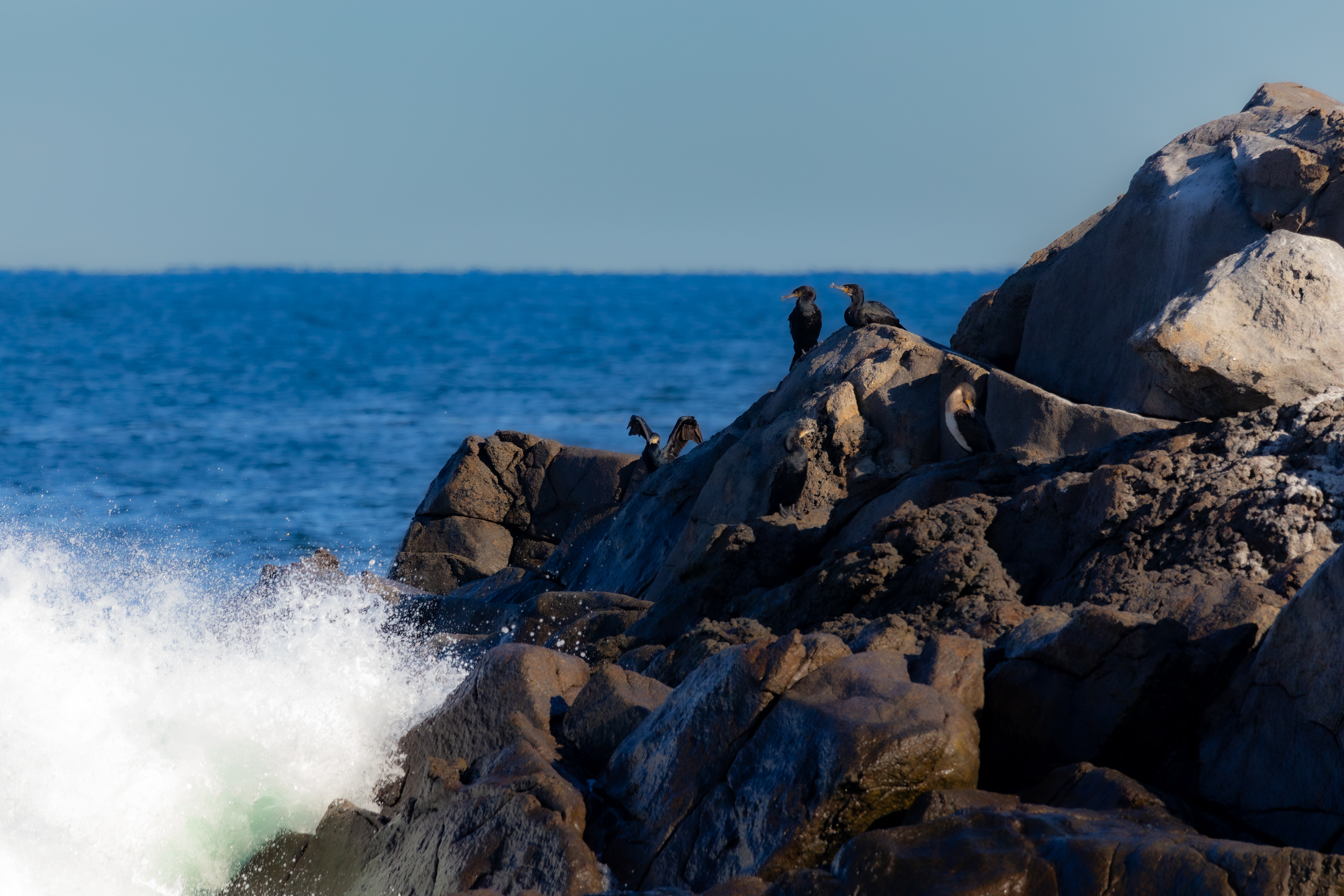 Cormorants Watching the Waves from Nubble Island