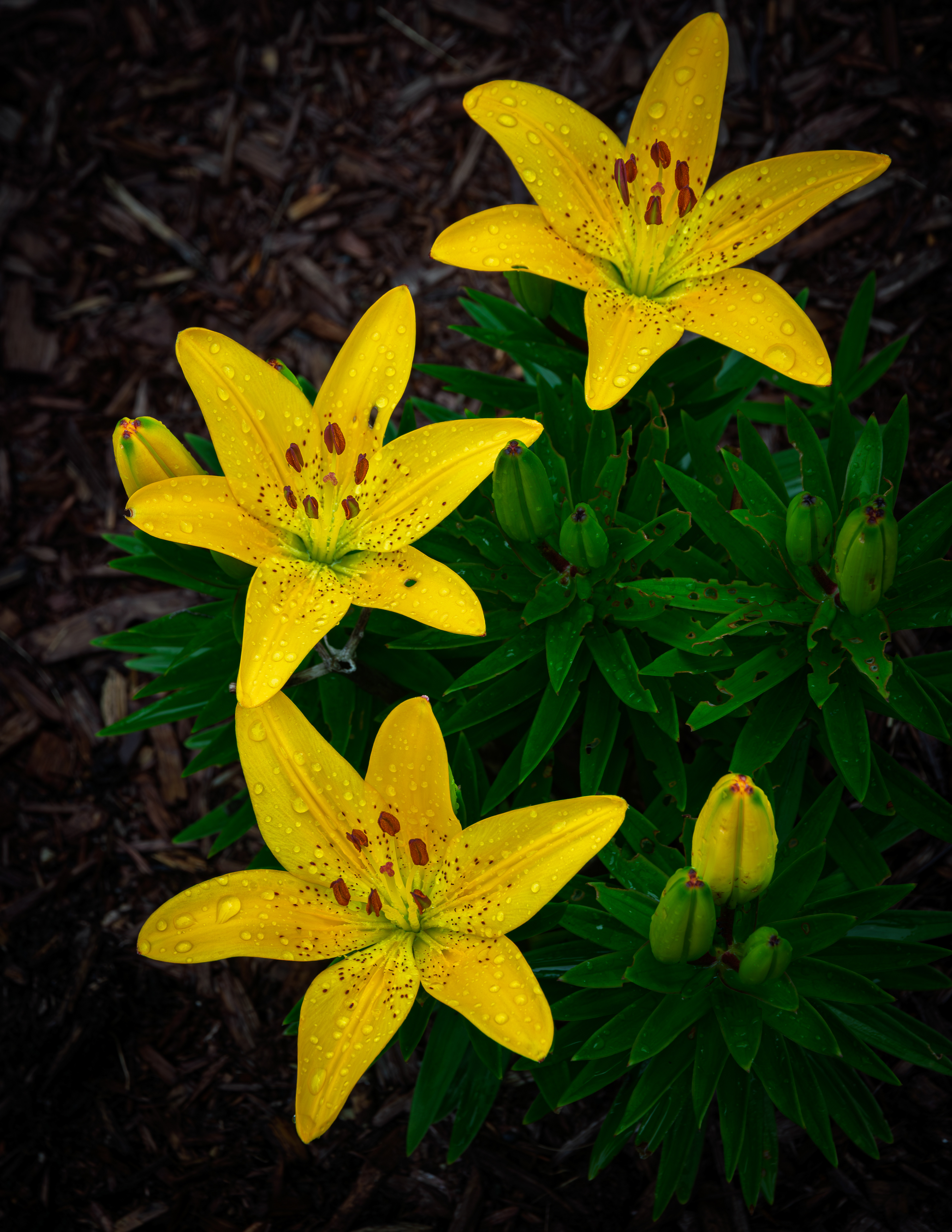 Yellow Asiatic Lilly