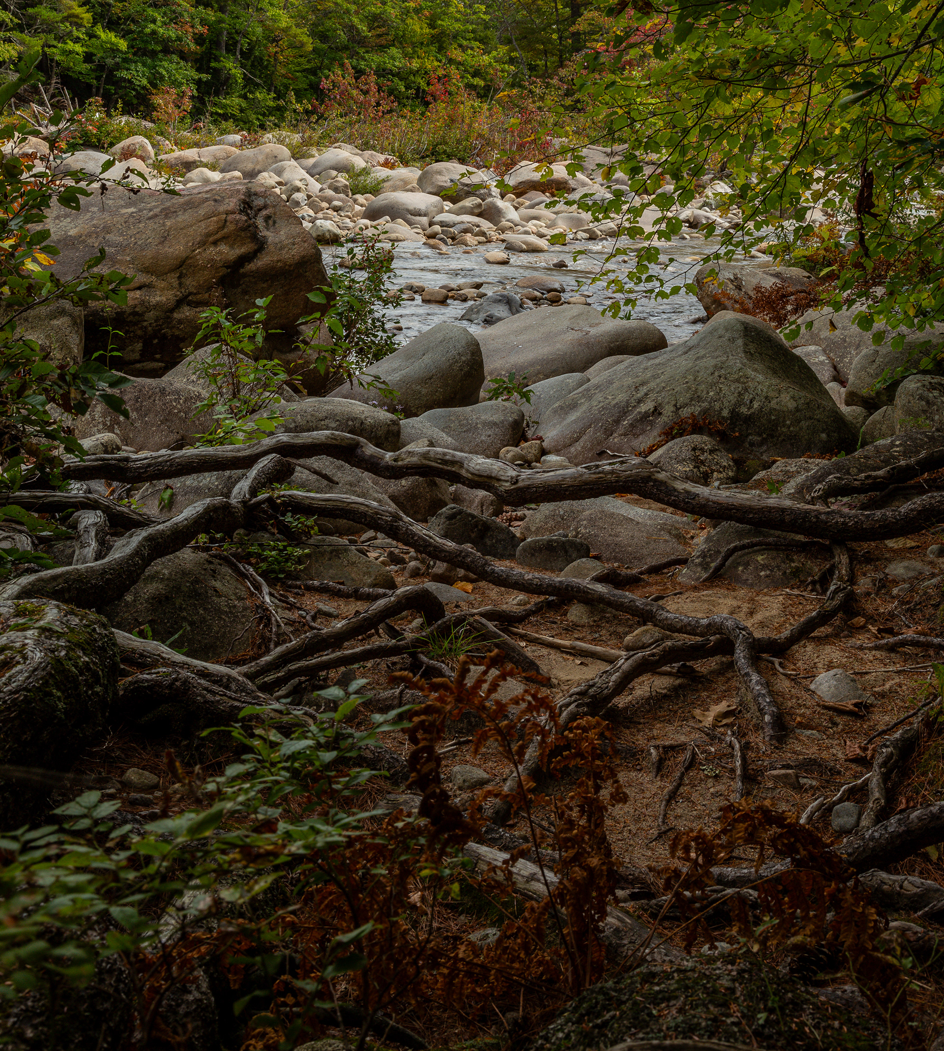 Root Cluster Along the River Bank