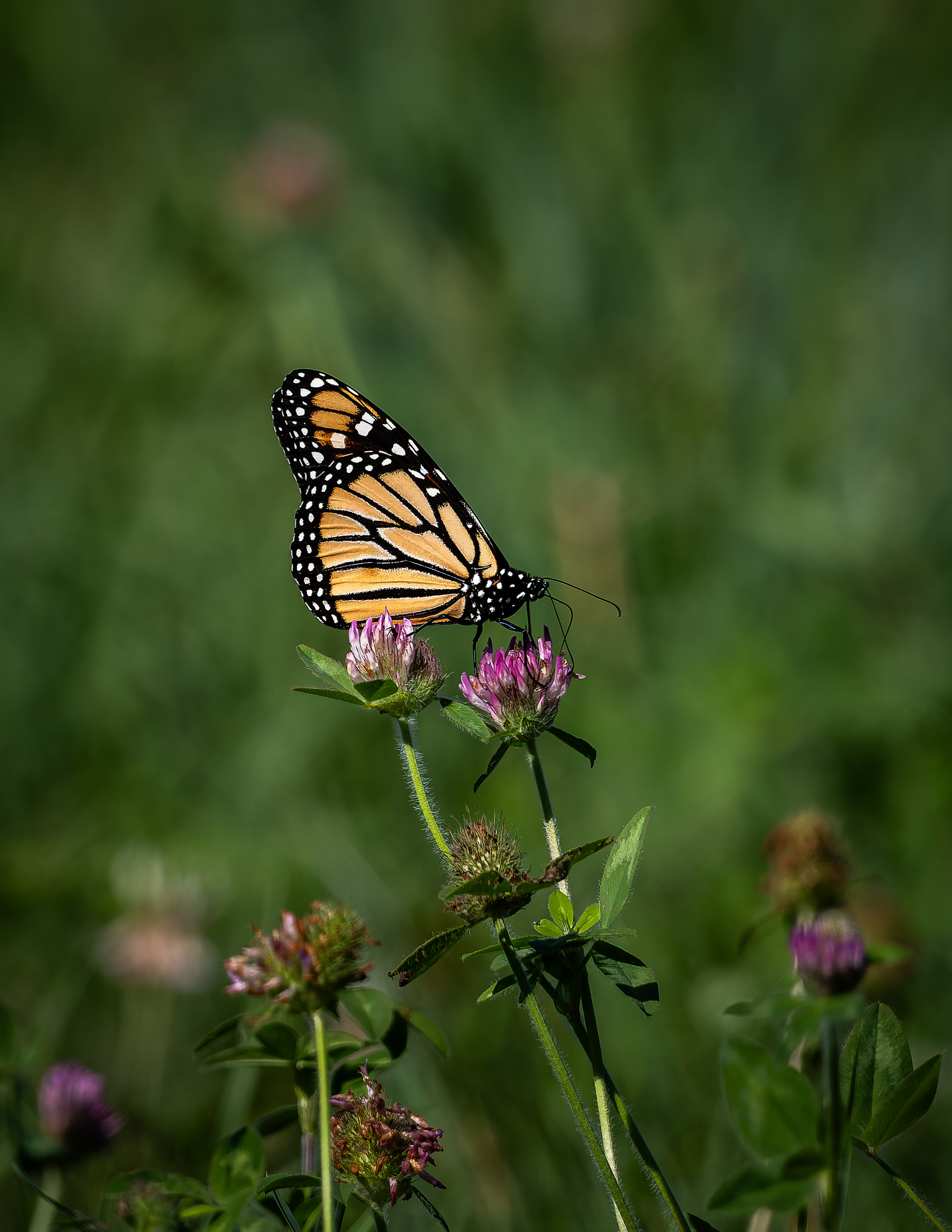 Monarch Butterfly No1