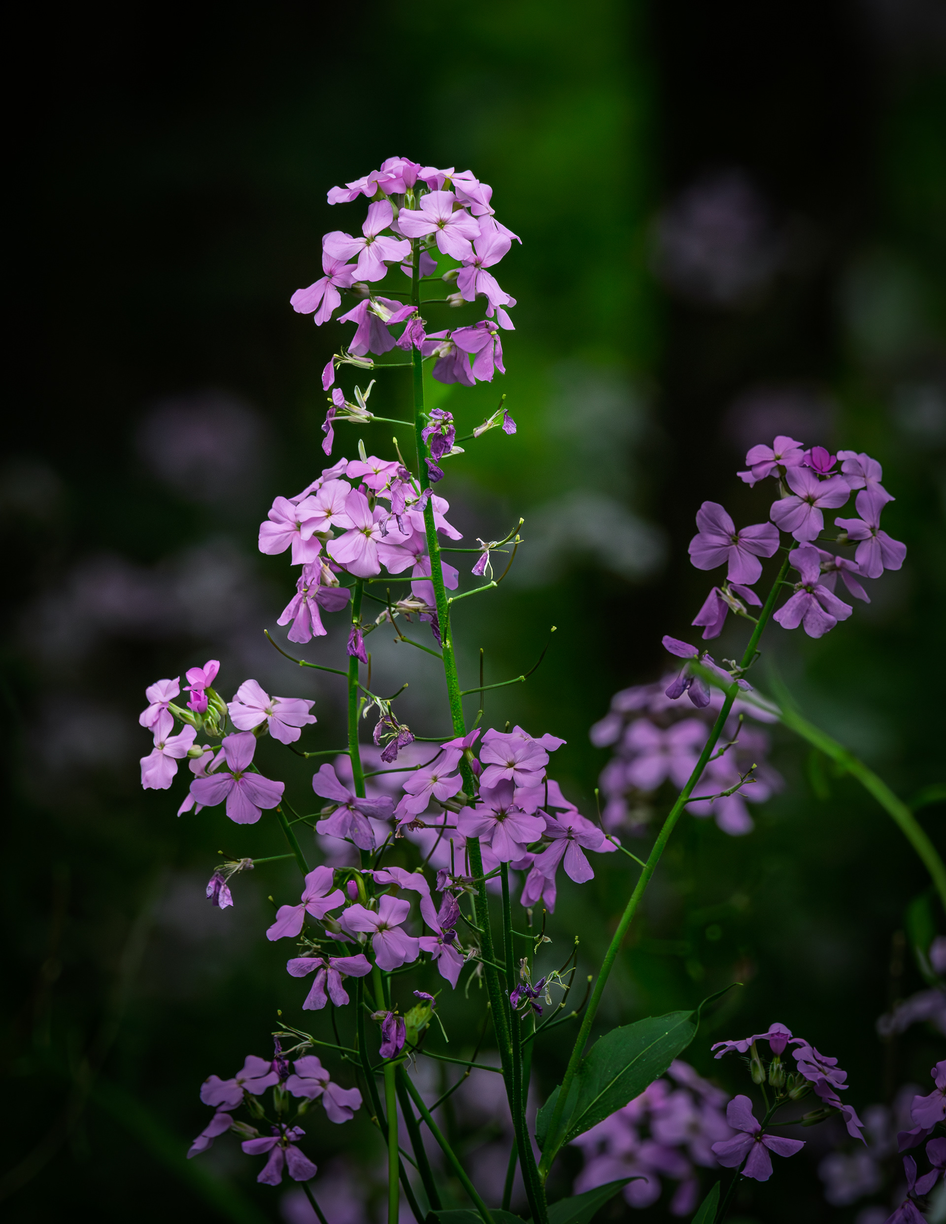 Wild Phlox