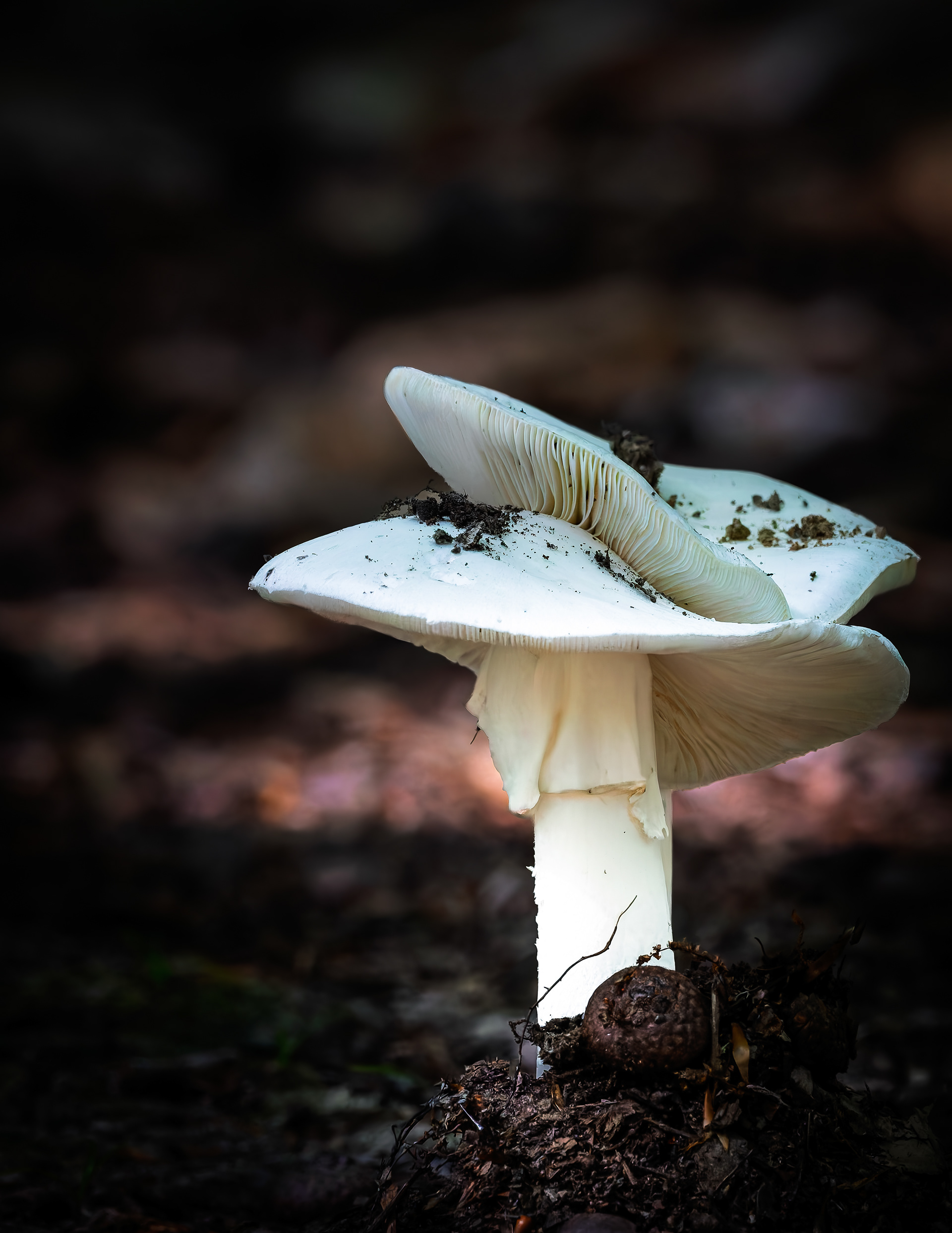 Mushrooms